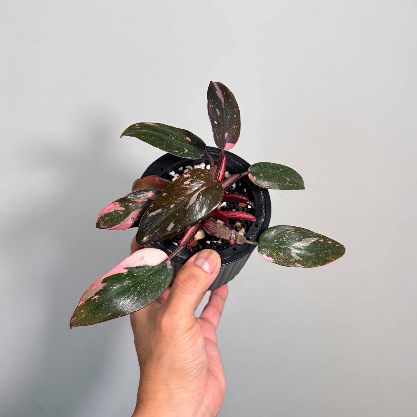Philo Pink Princess
