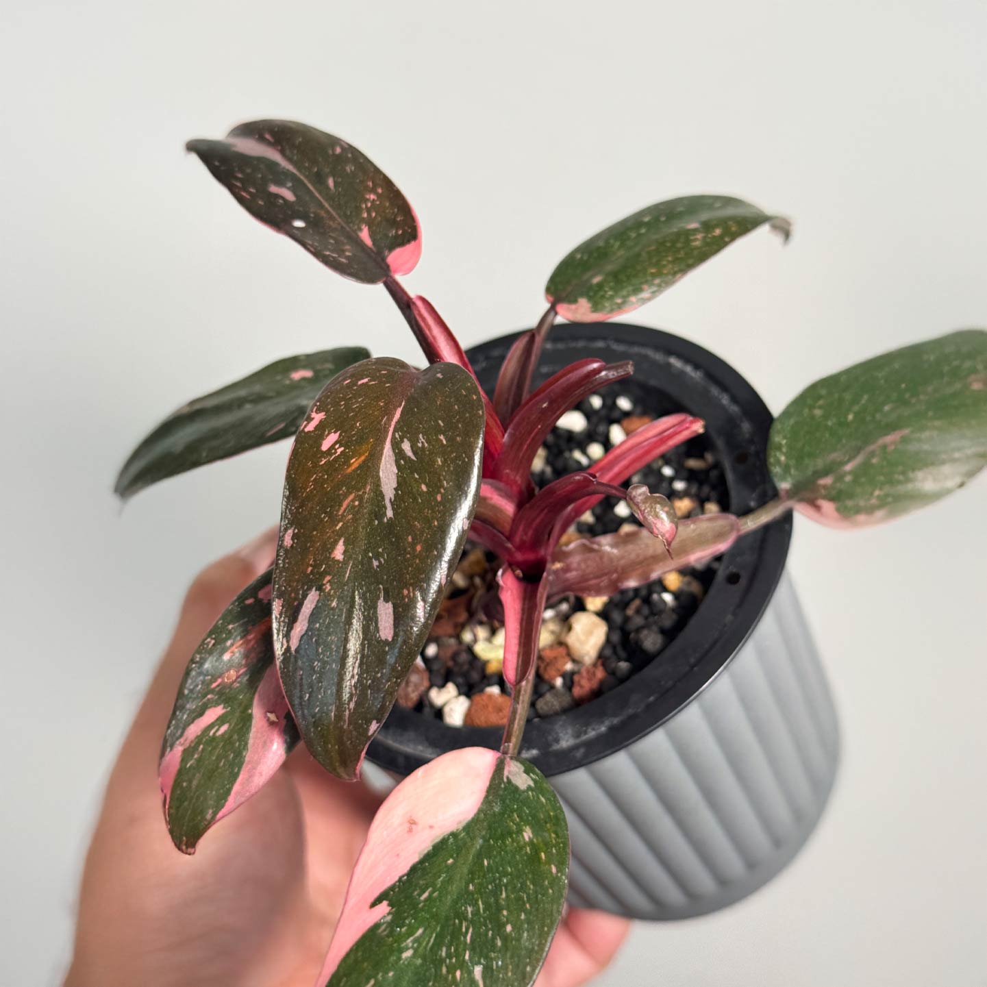 Philo Pink Princess