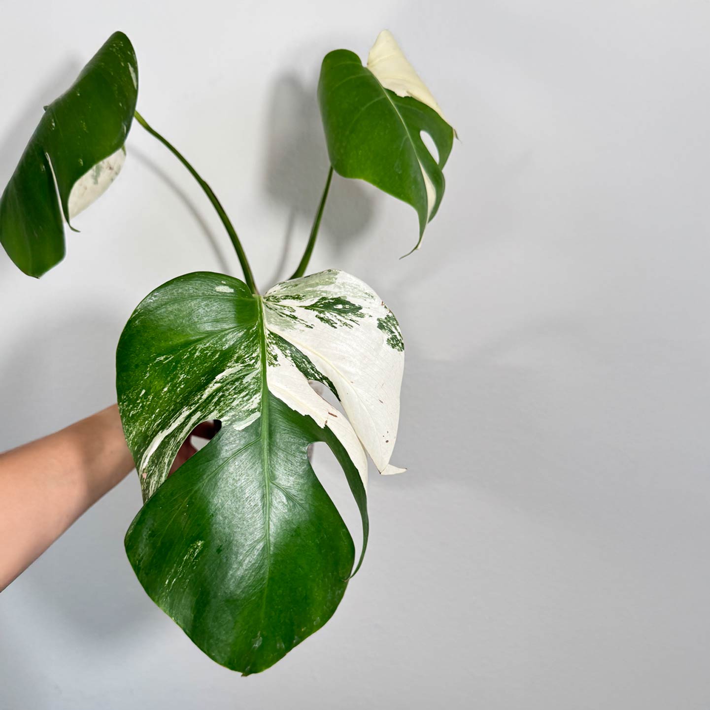 Monstera Albo