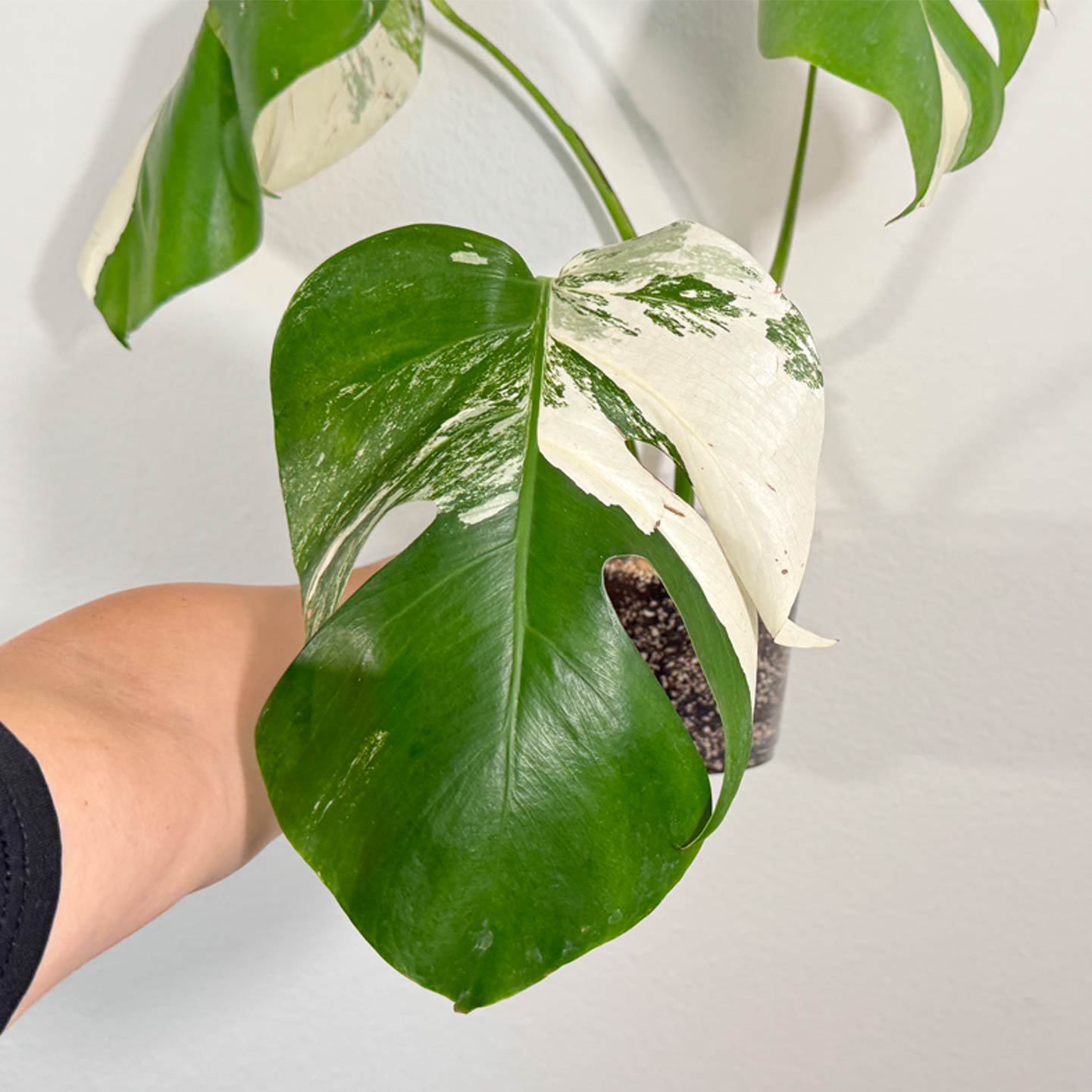 Monstera Albo