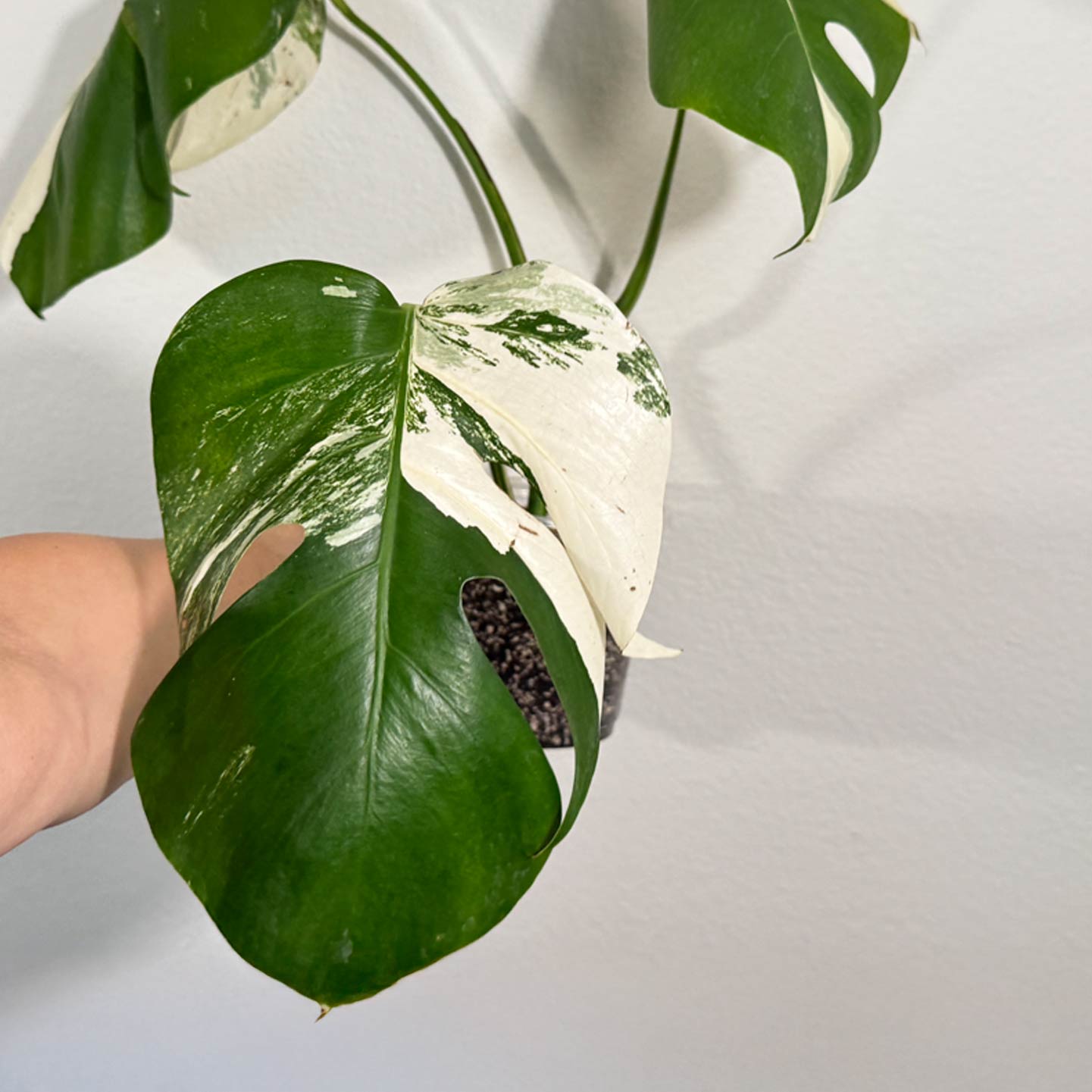 Monstera Albo