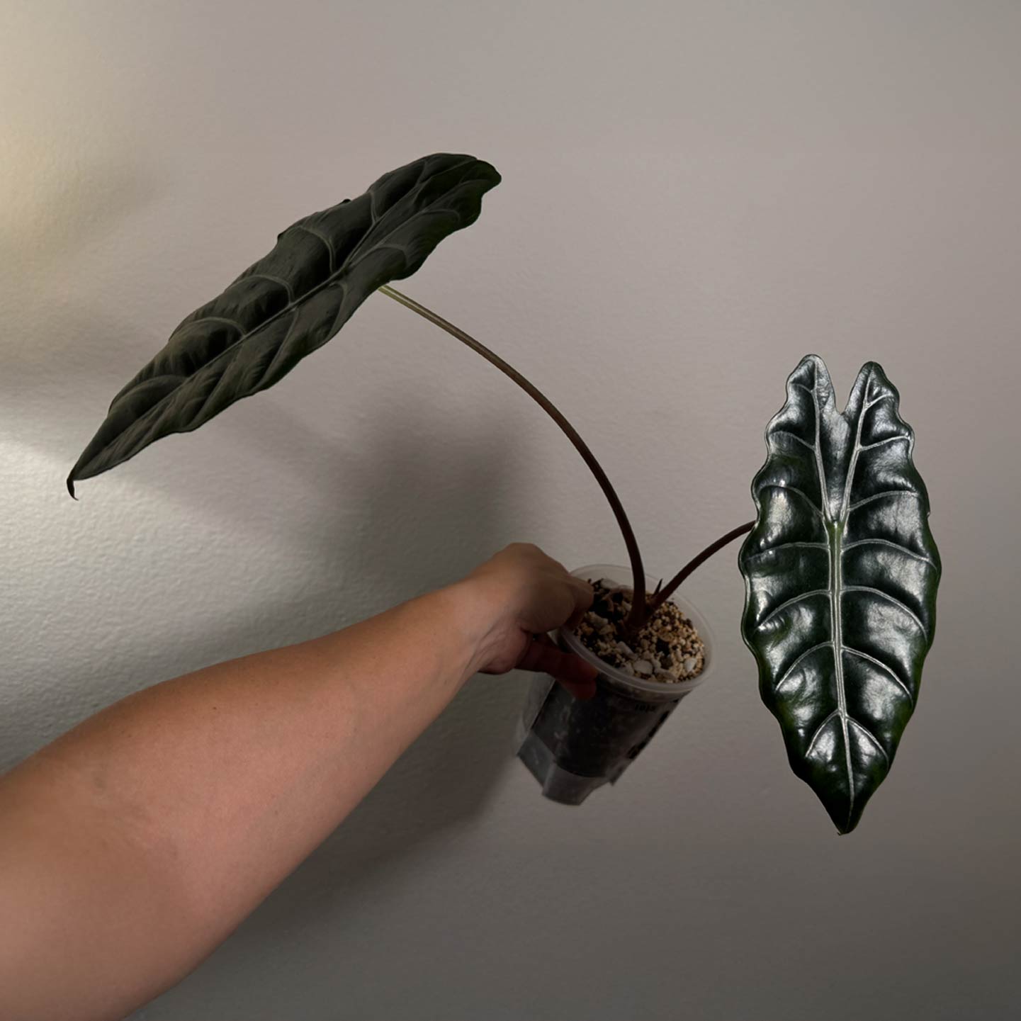 Alocasia Chanterii