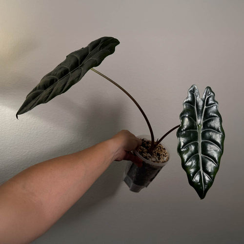 Alocasia Chanterii
