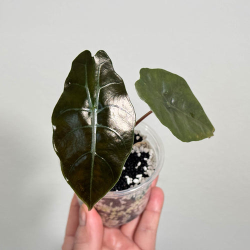 Alocasia Chanterii