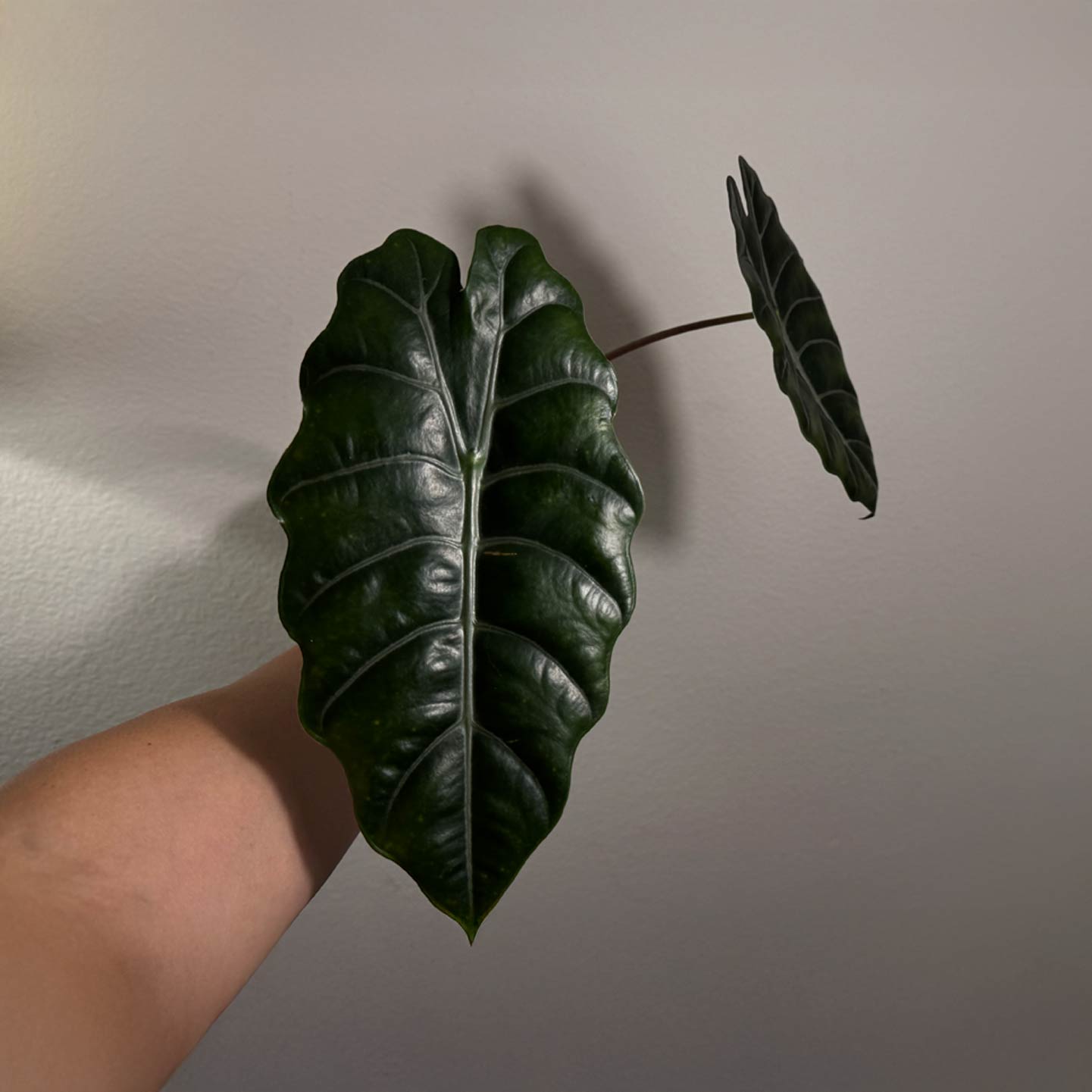 Alocasia Chanterii