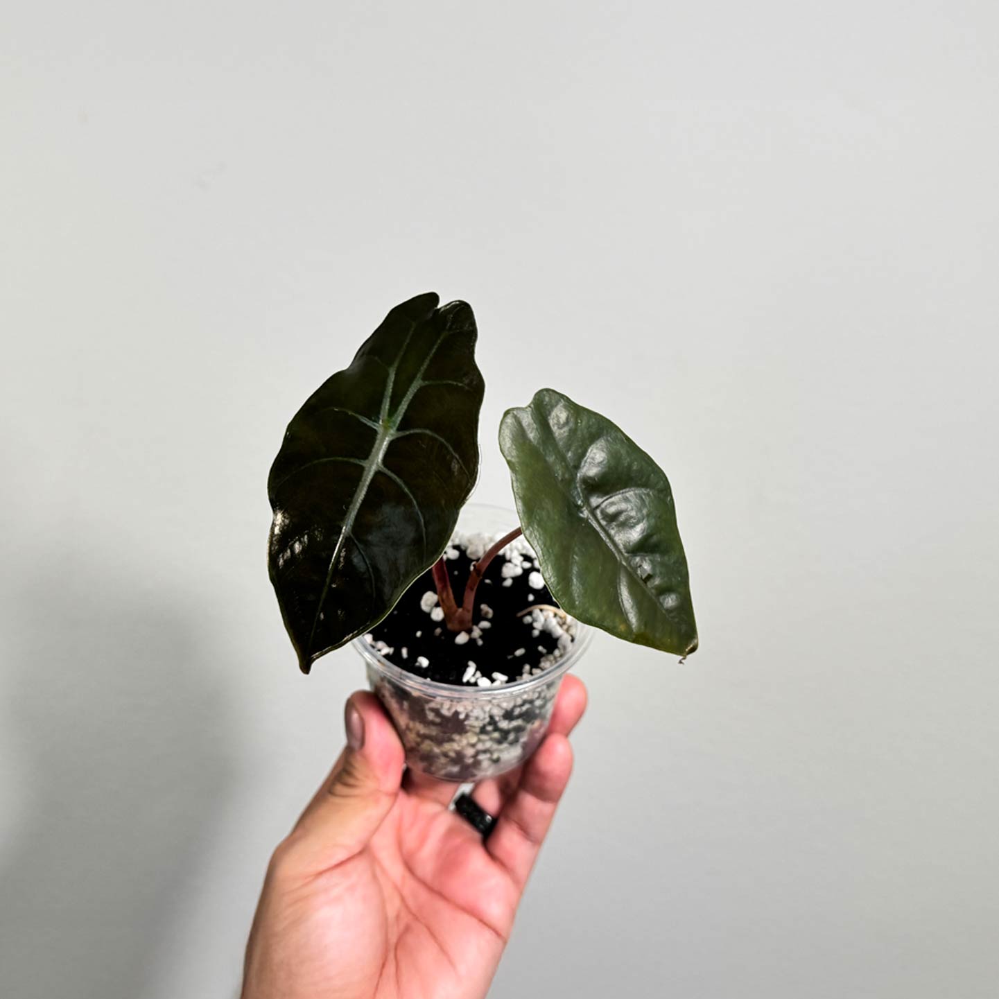 Alocasia Chanterii