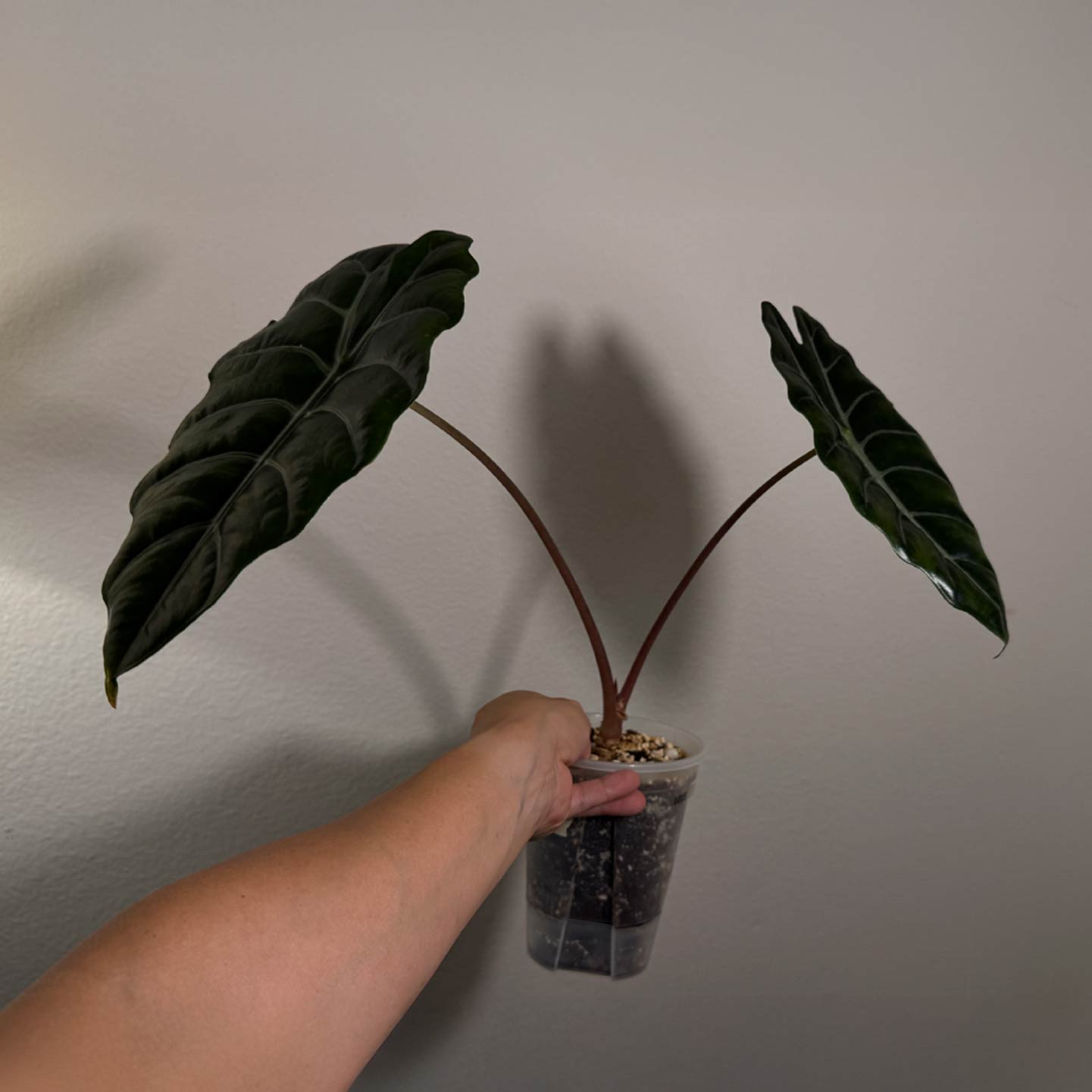 Alocasia Chanterii