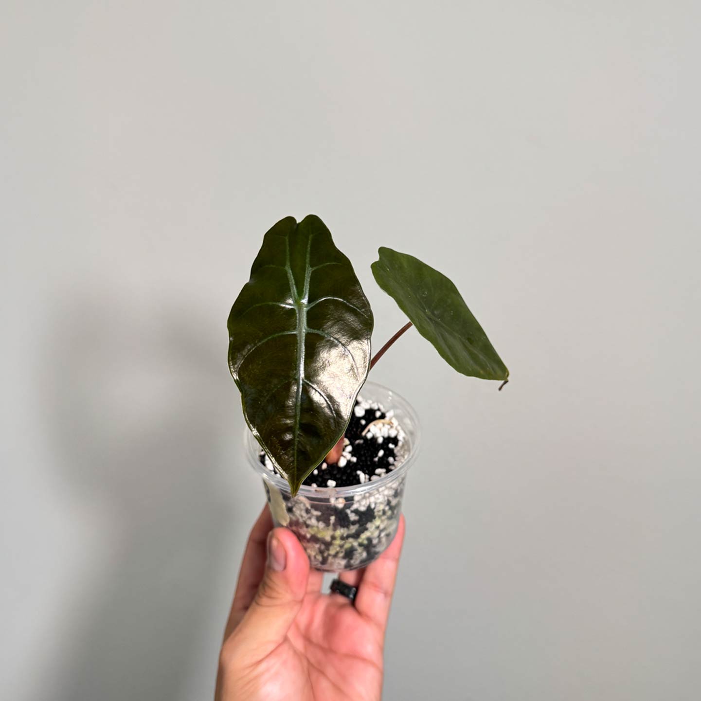 Alocasia Chanterii