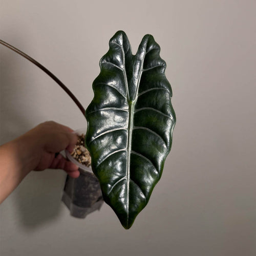 Alocasia Chanterii
