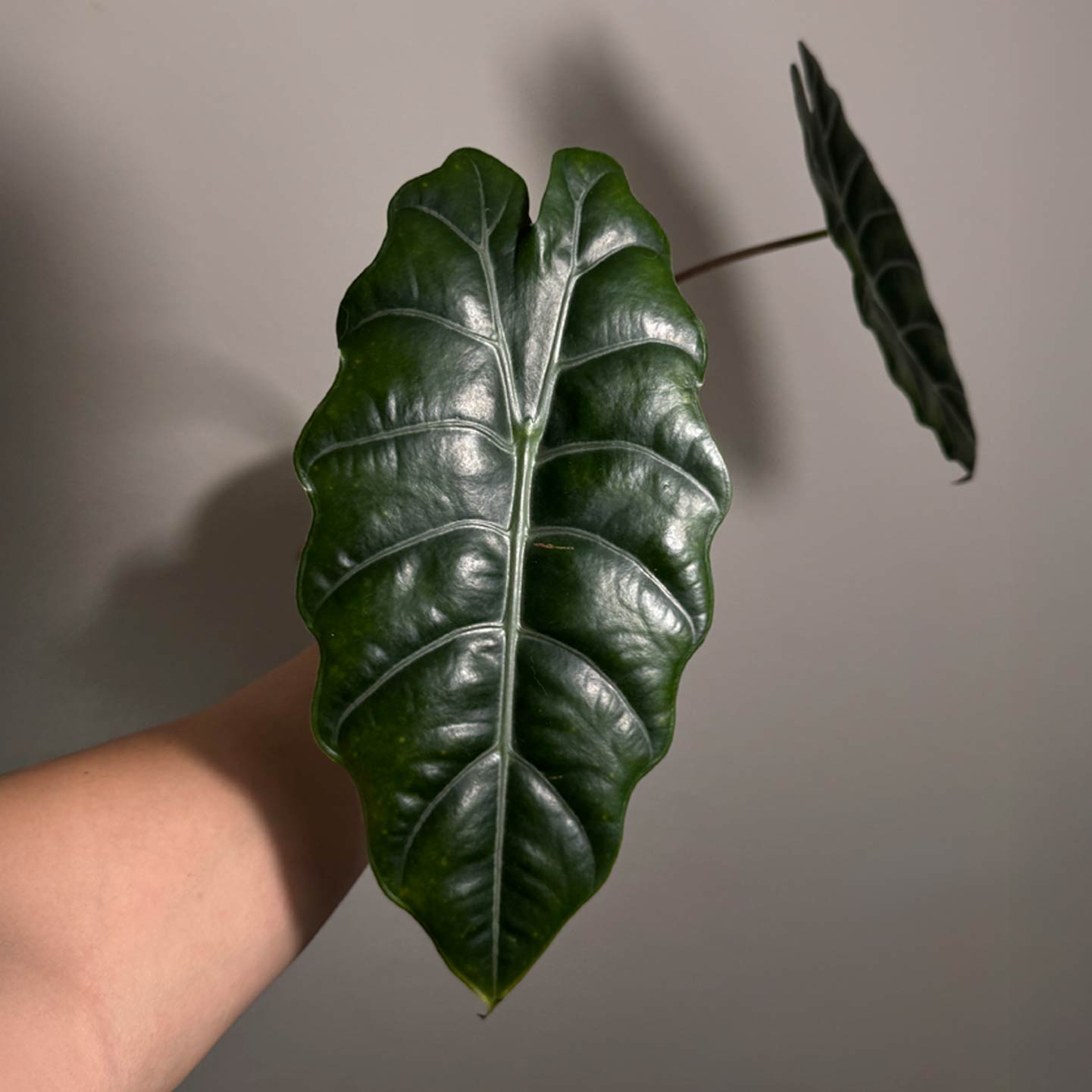 Alocasia Chanterii