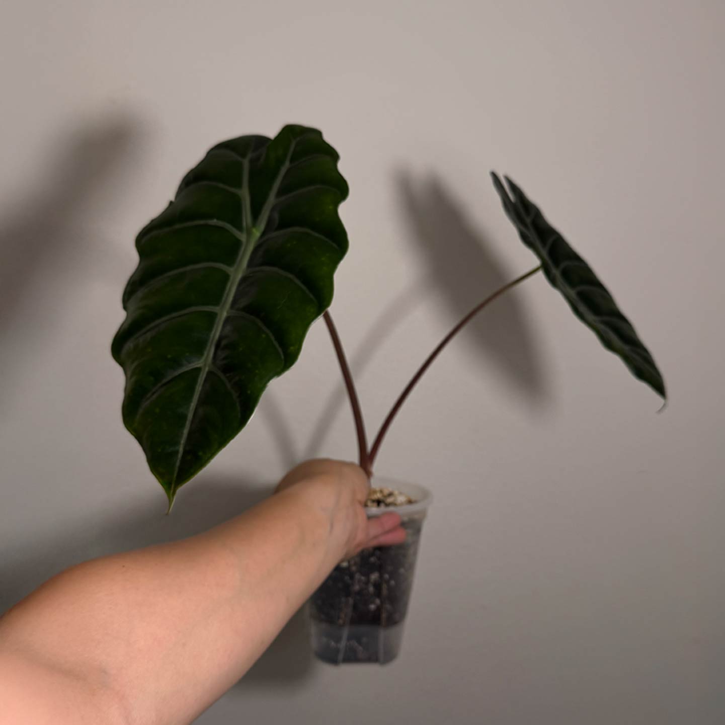 Alocasia Chanterii
