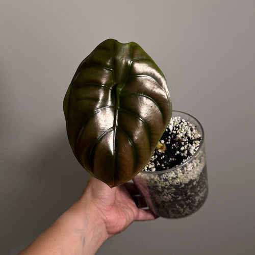 Alocasia Cuprea