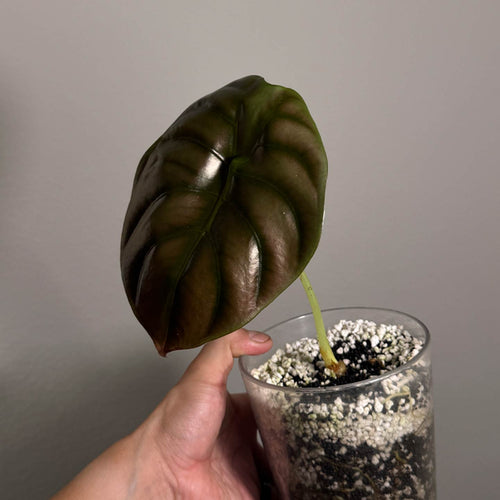 Alocasia Cuprea