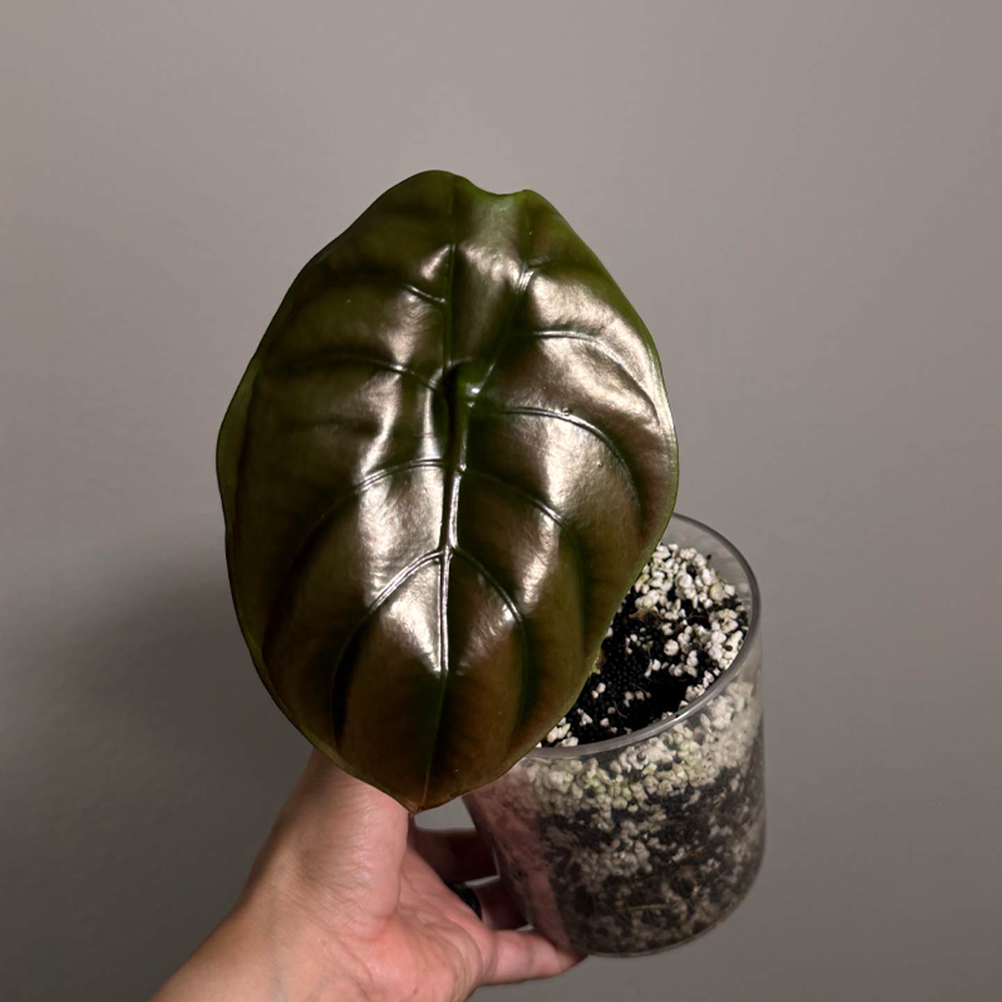 Alocasia Cuprea
