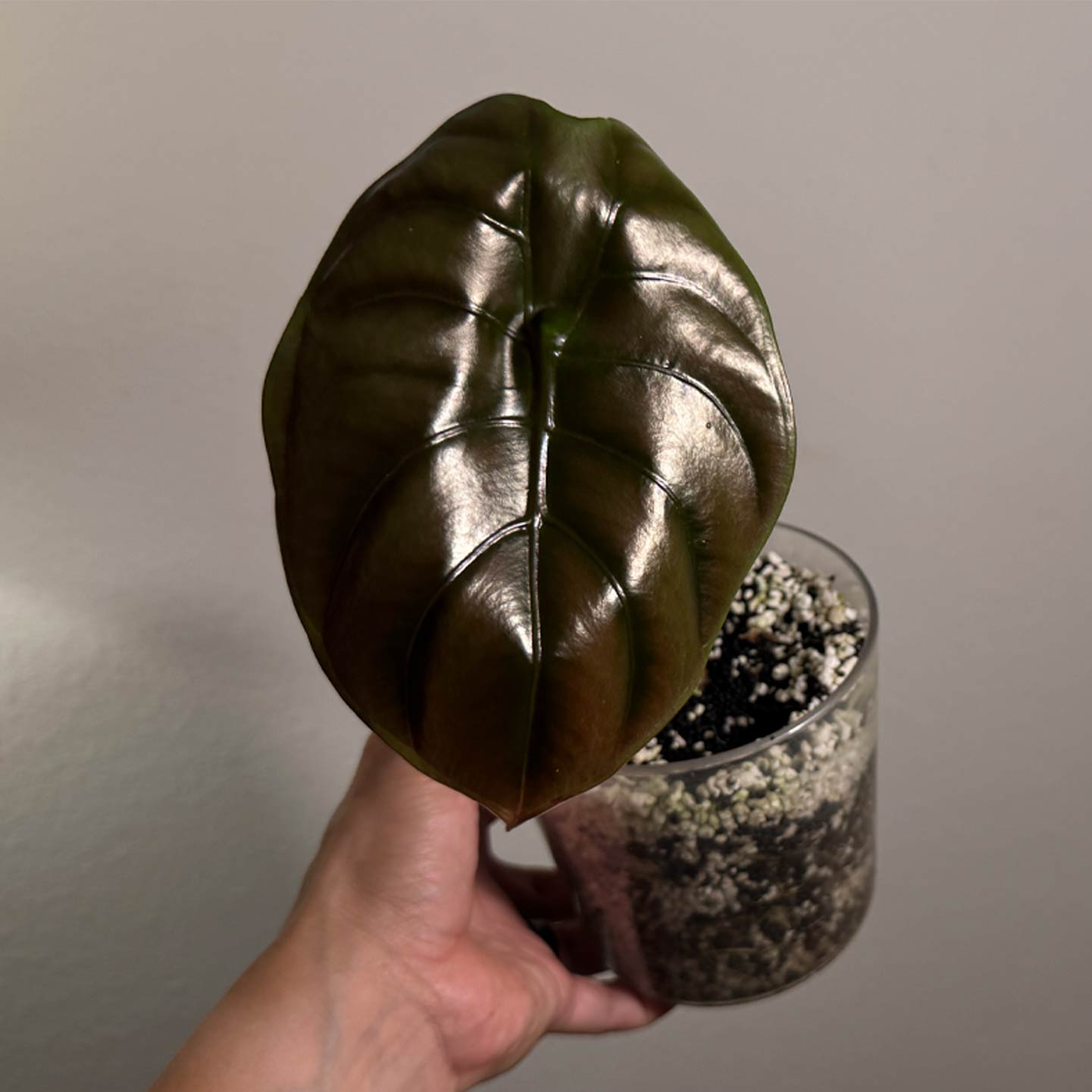 Alocasia Cuprea