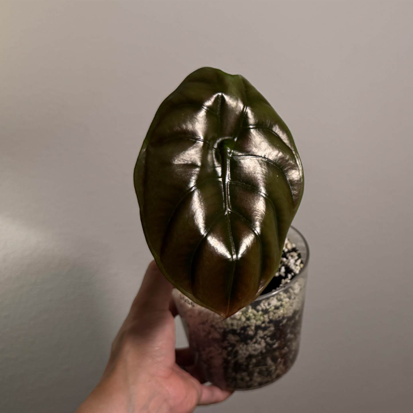 Alocasia Cuprea