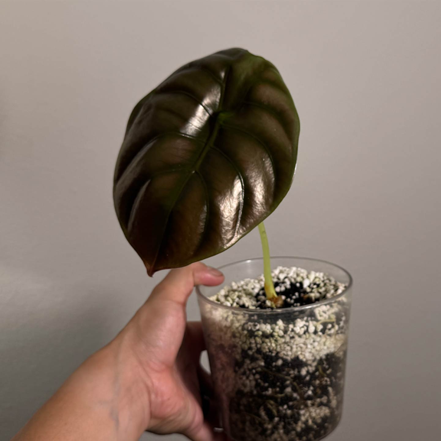 Alocasia Cuprea