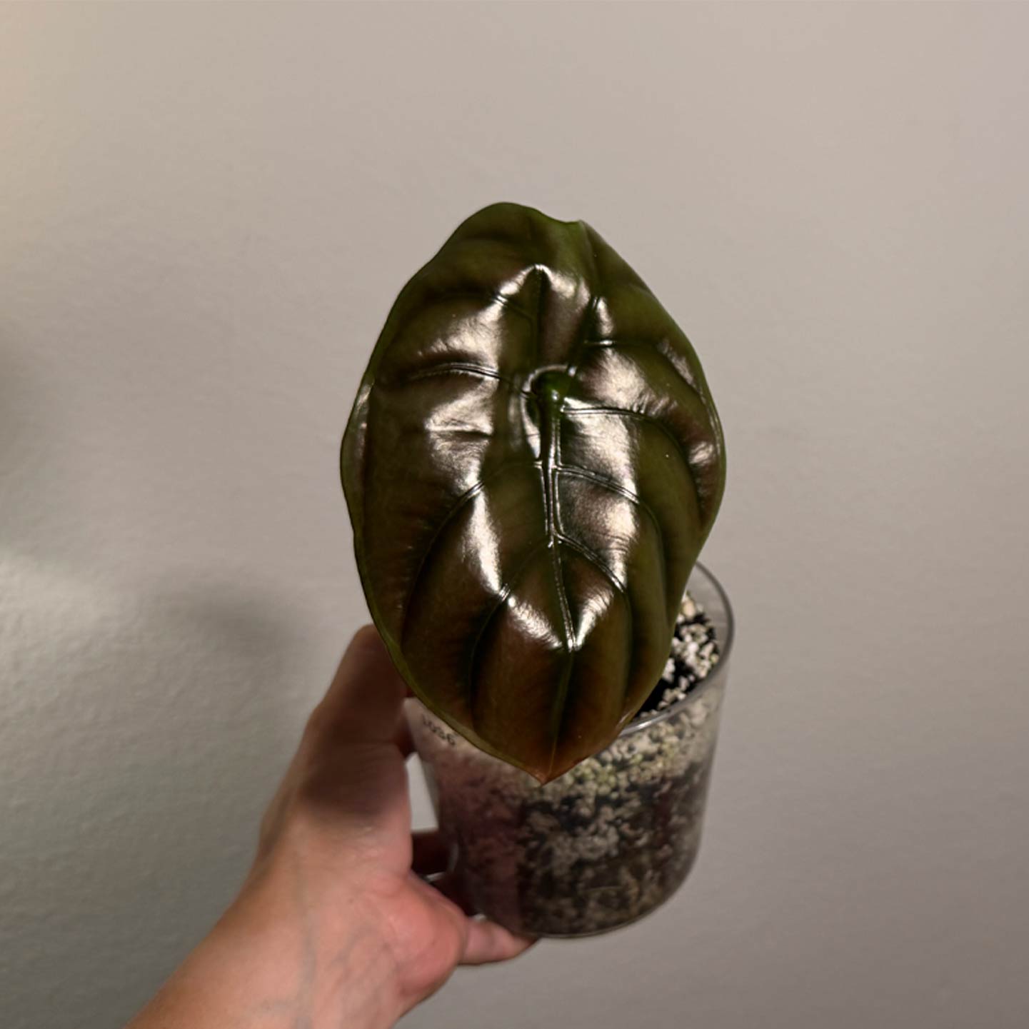 Alocasia Cuprea