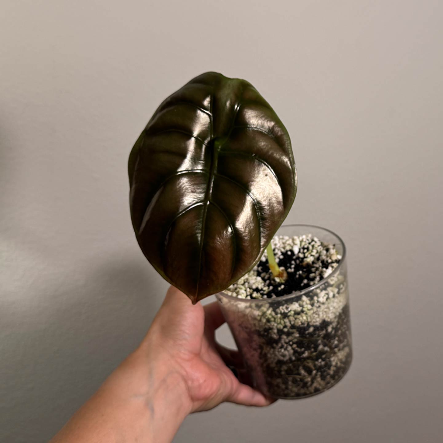 Alocasia Cuprea
