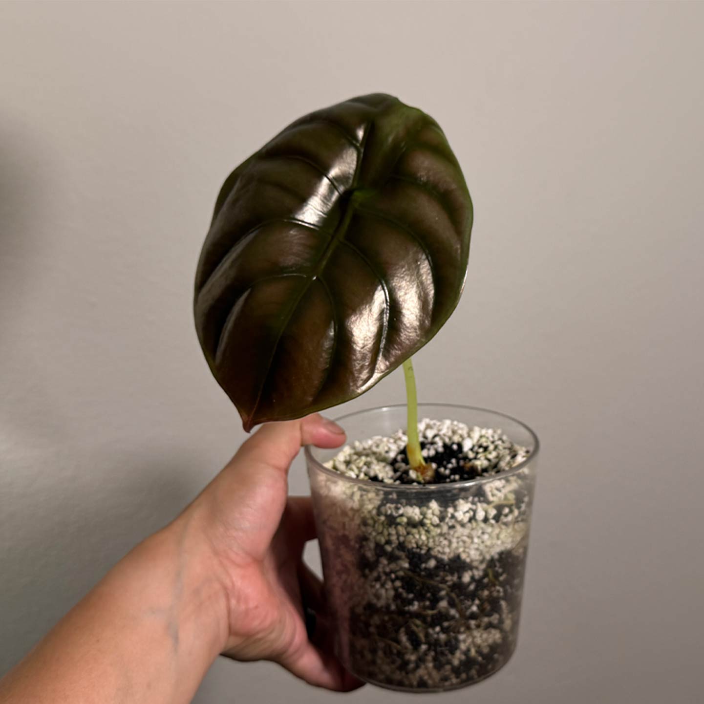Alocasia Cuprea