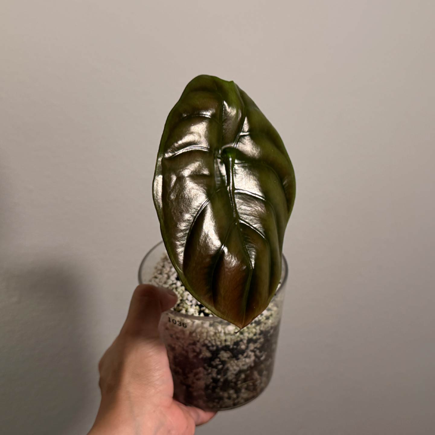 Alocasia Cuprea