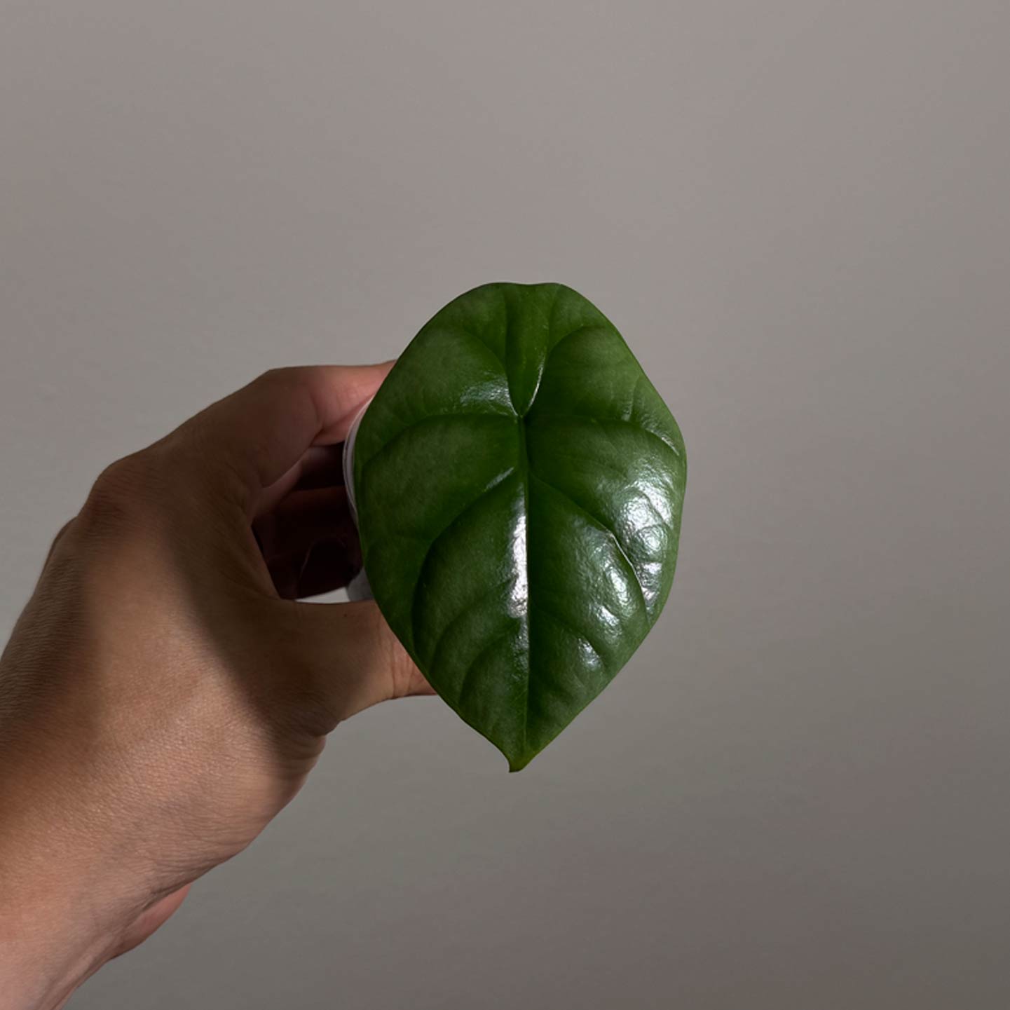Alocasia Dragon Scale