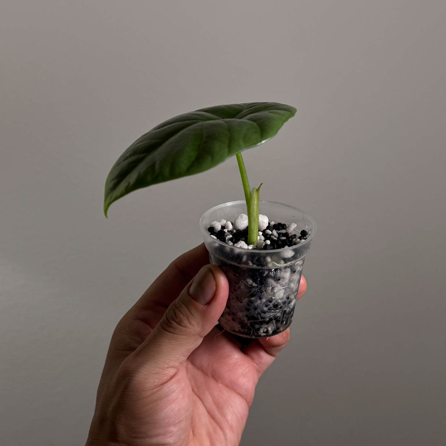 Alocasia Dragon Scale