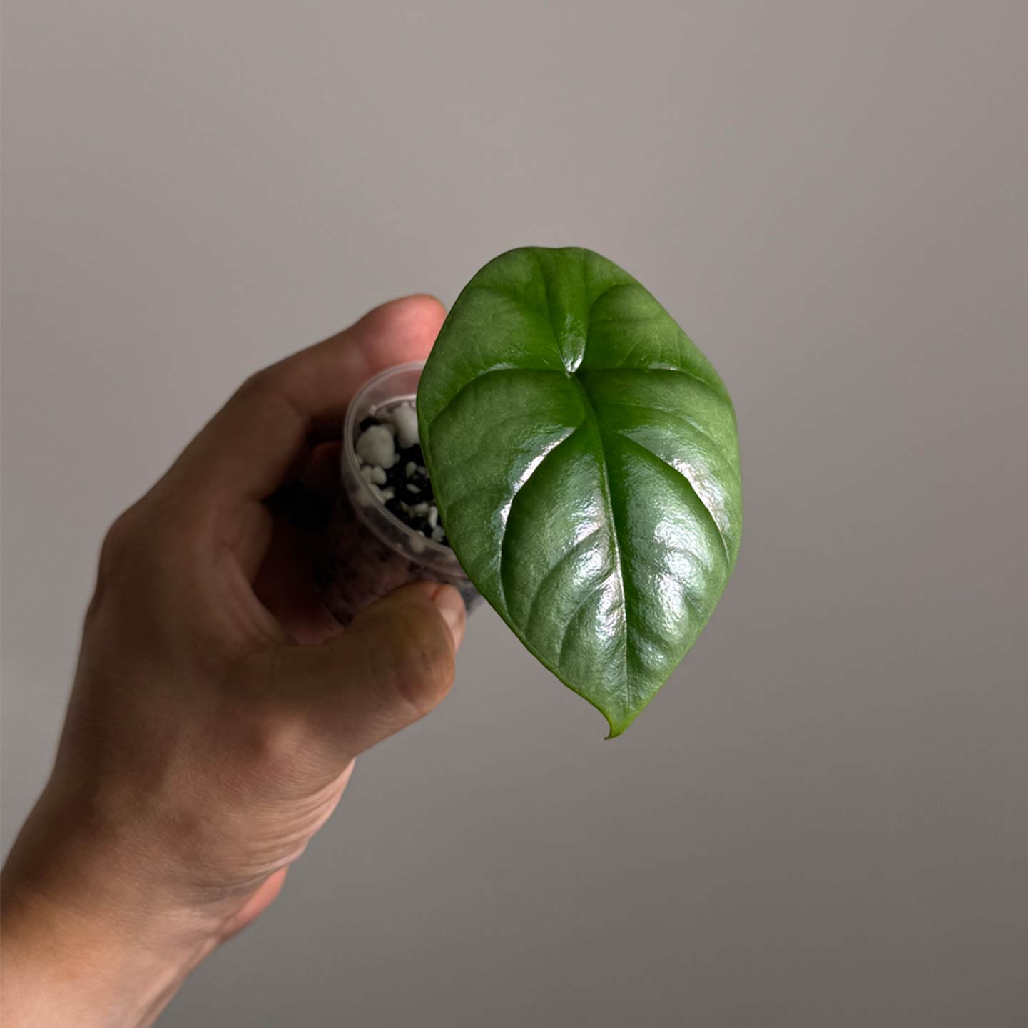 Alocasia Dragon Scale