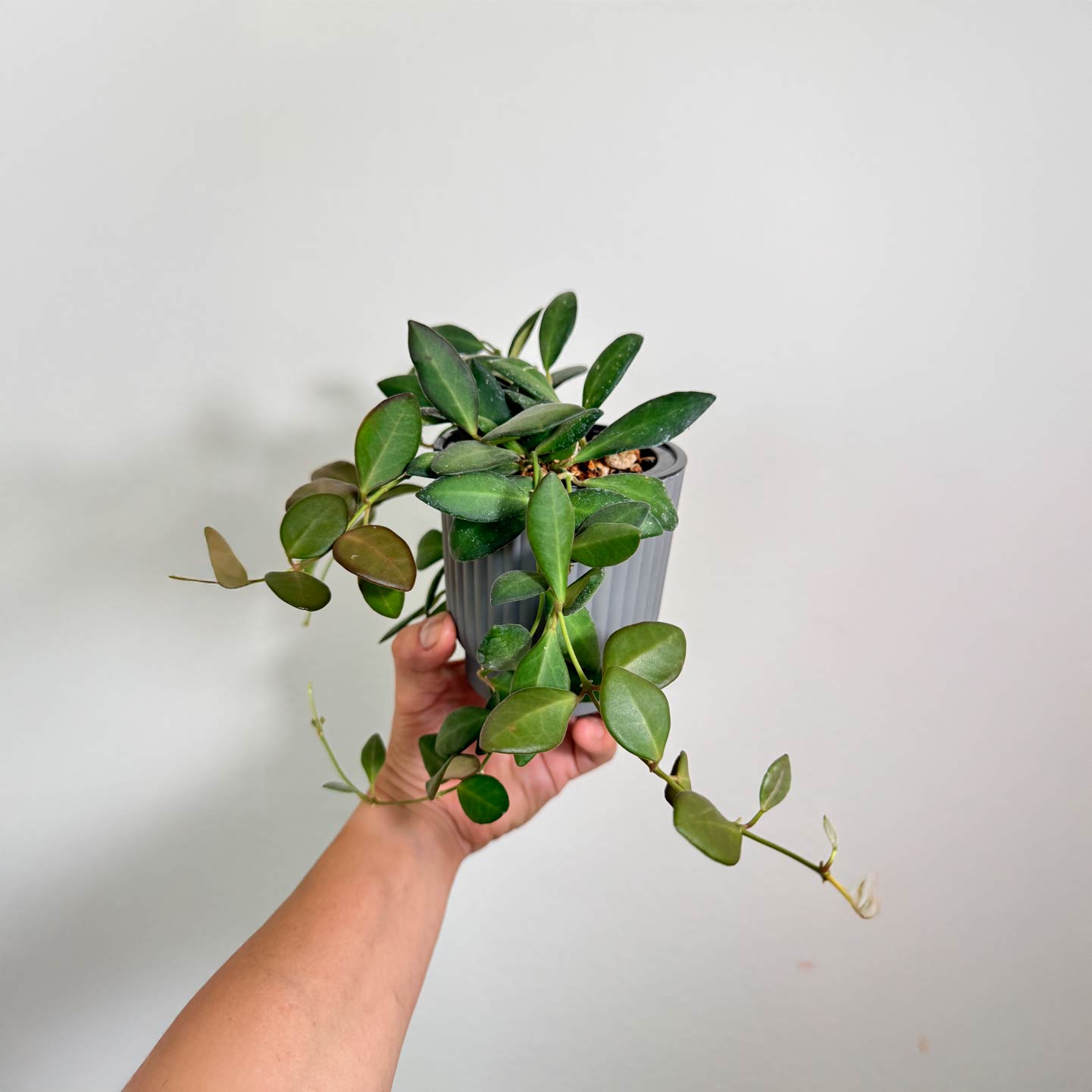 Hoya Bilobata