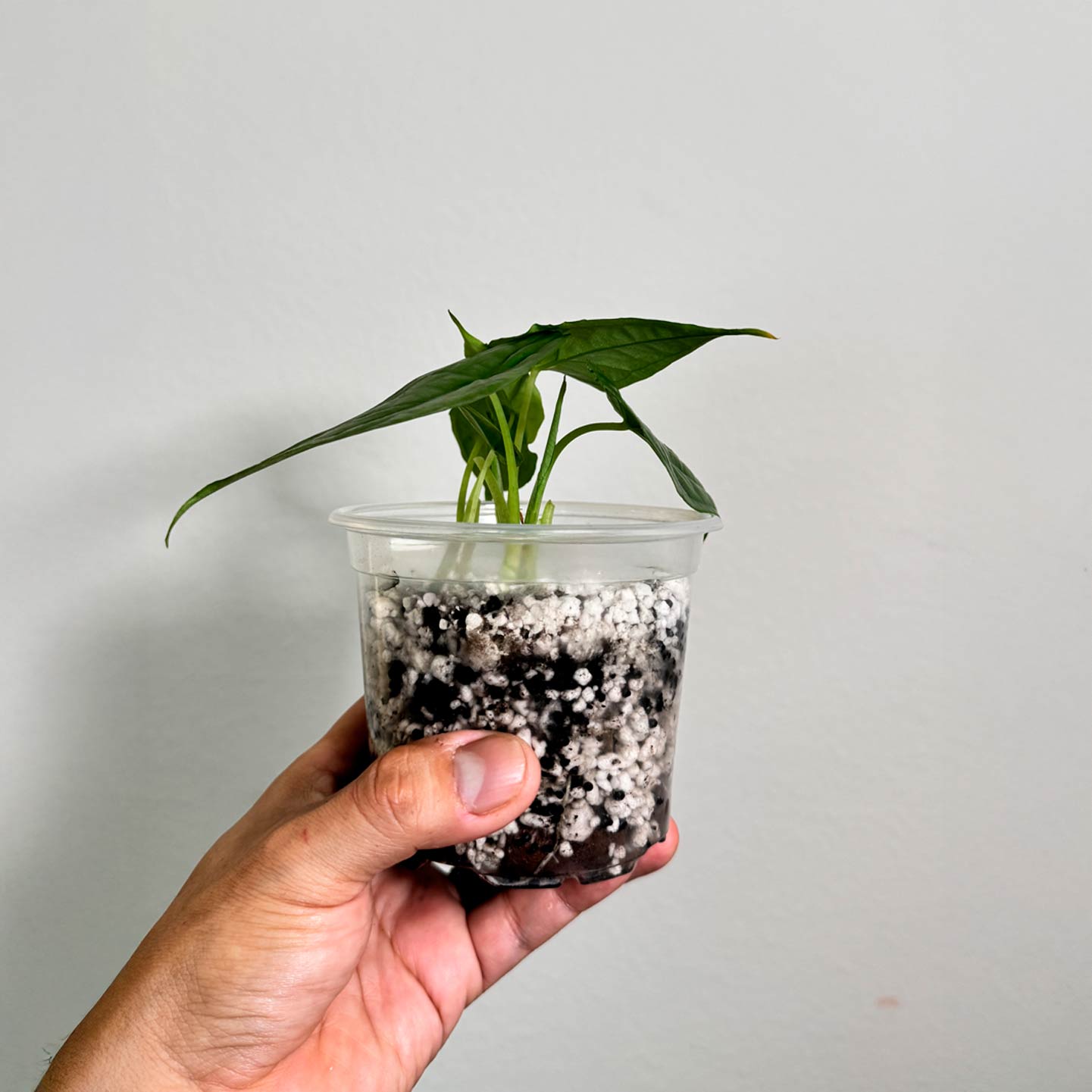 Alocasia Dragons Breath