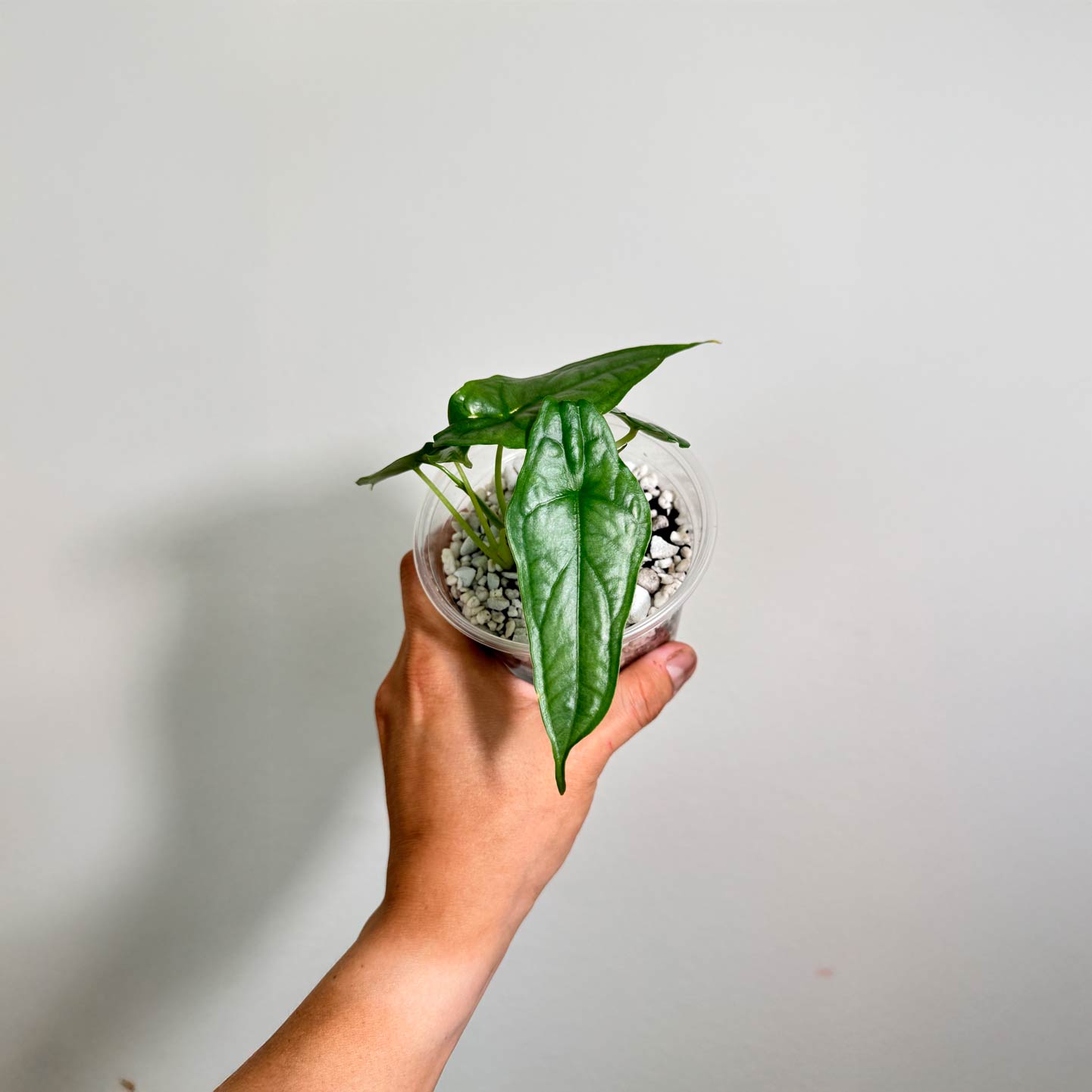Alocasia Dragons Breath