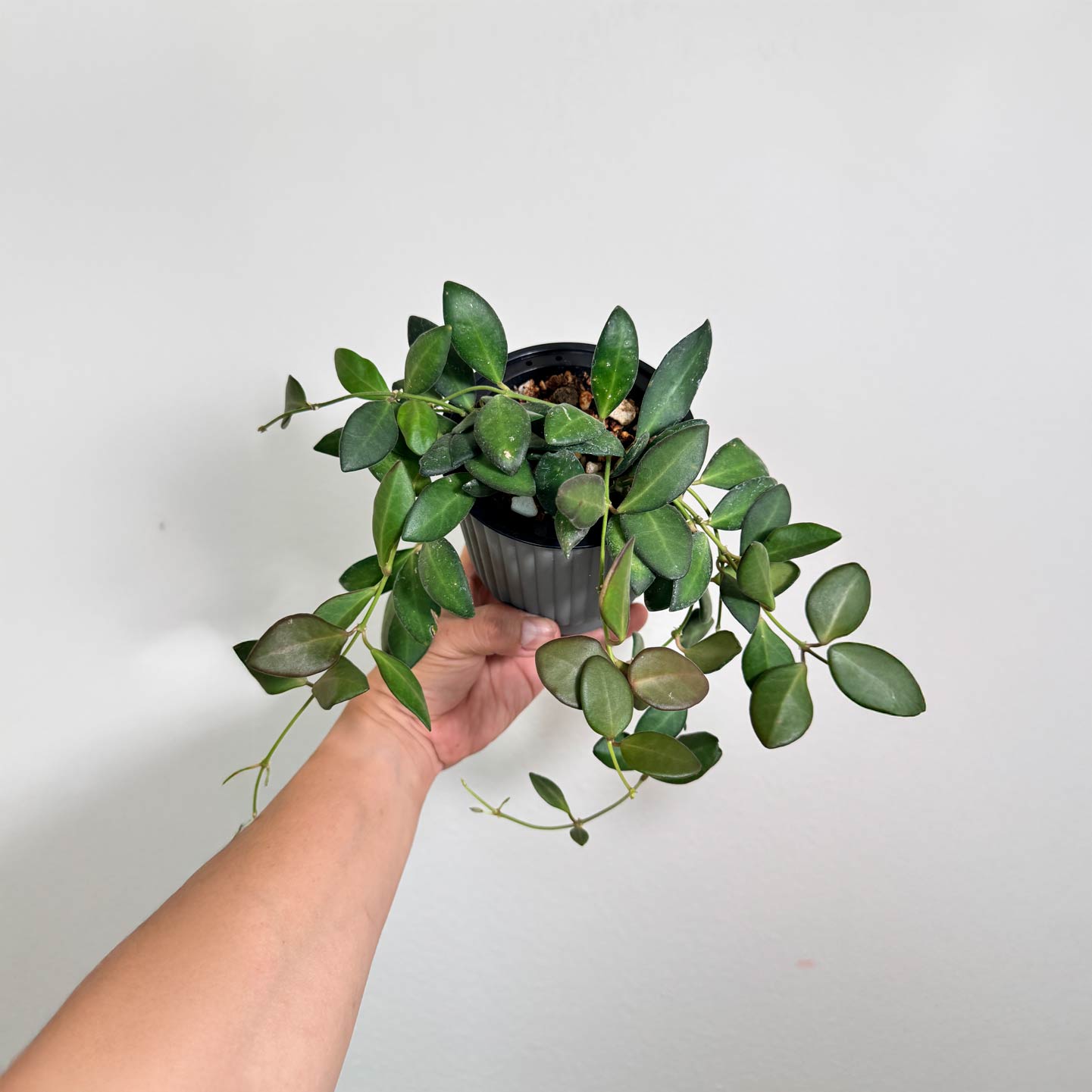 Hoya Bilobata