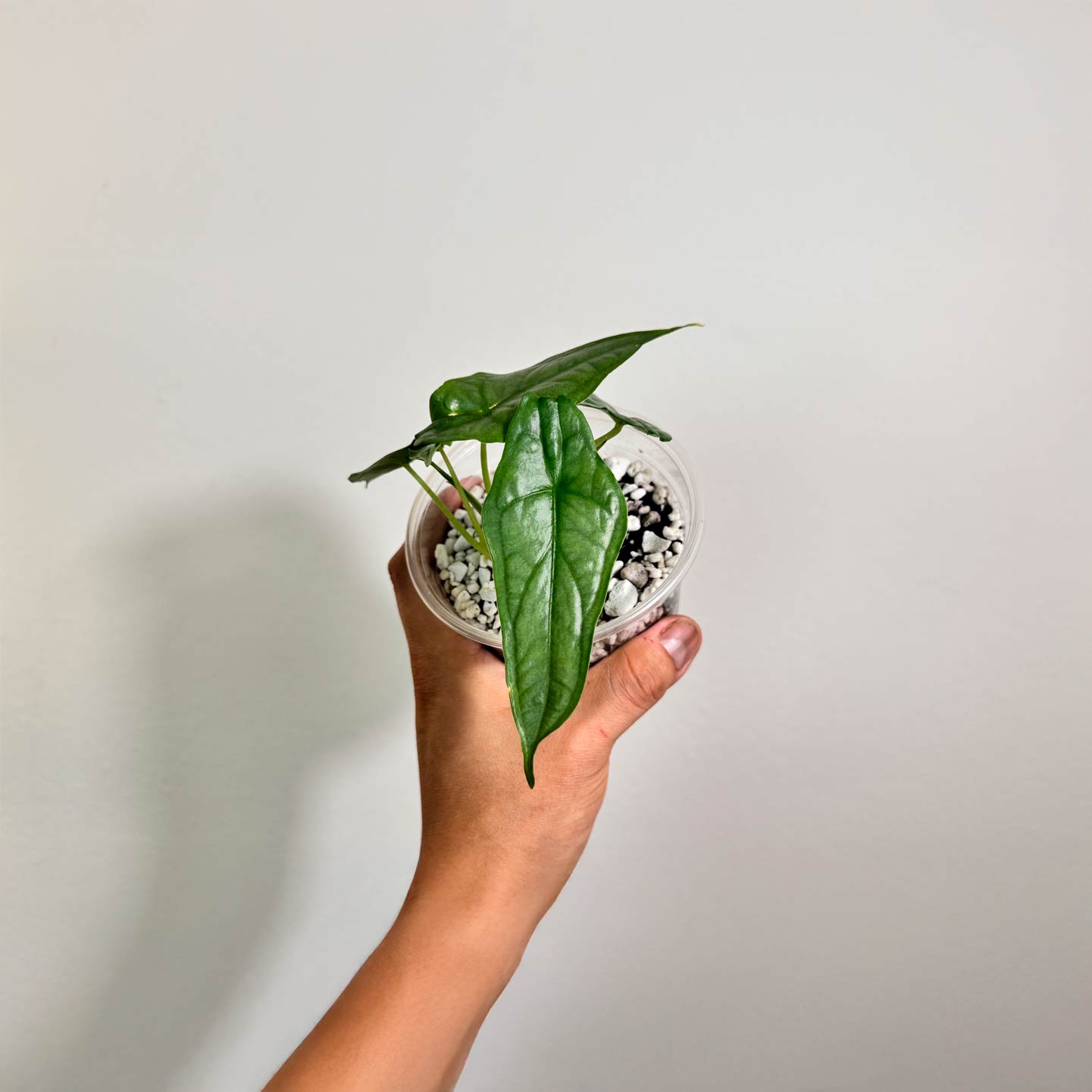 Alocasia Dragons Breath