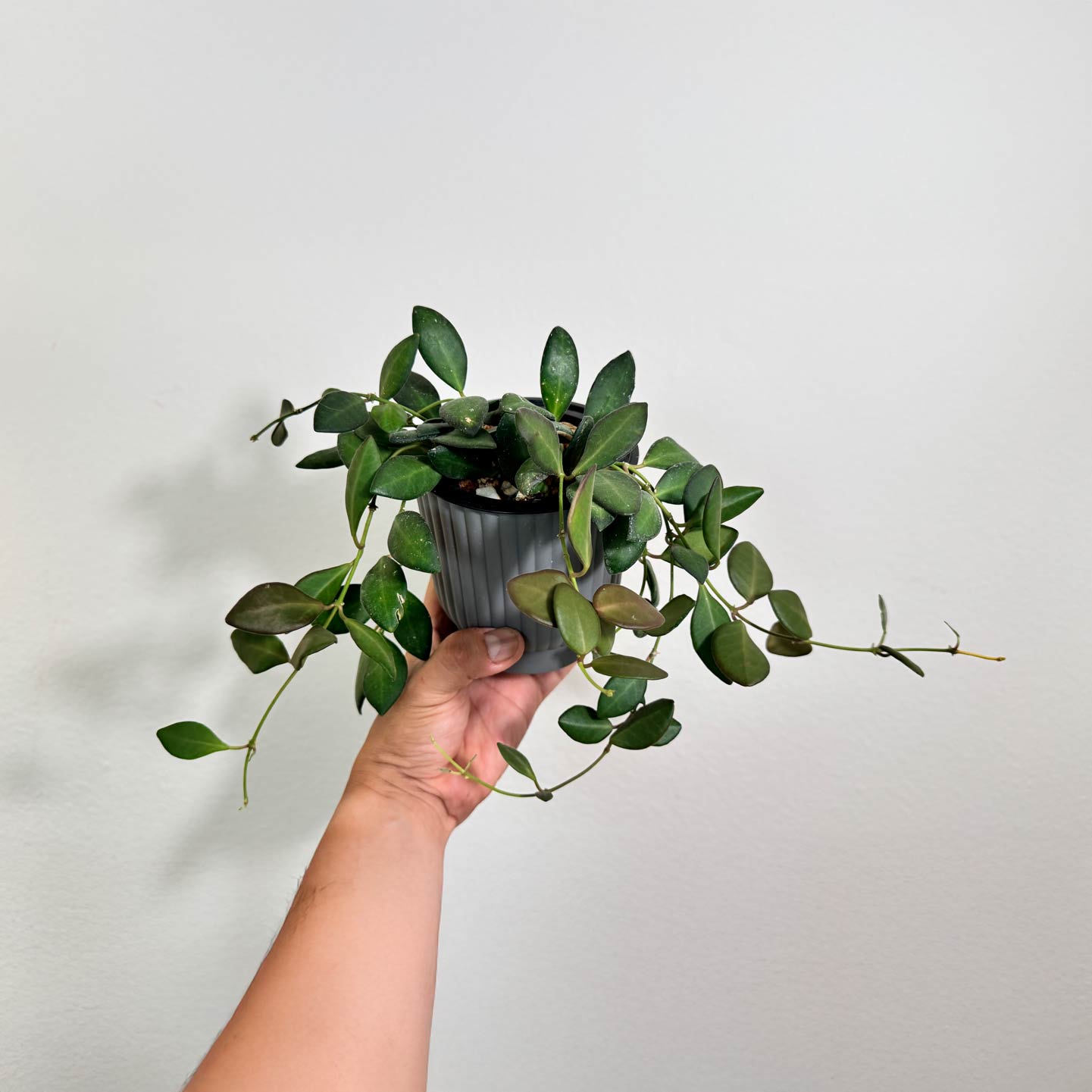 Hoya Bilobata
