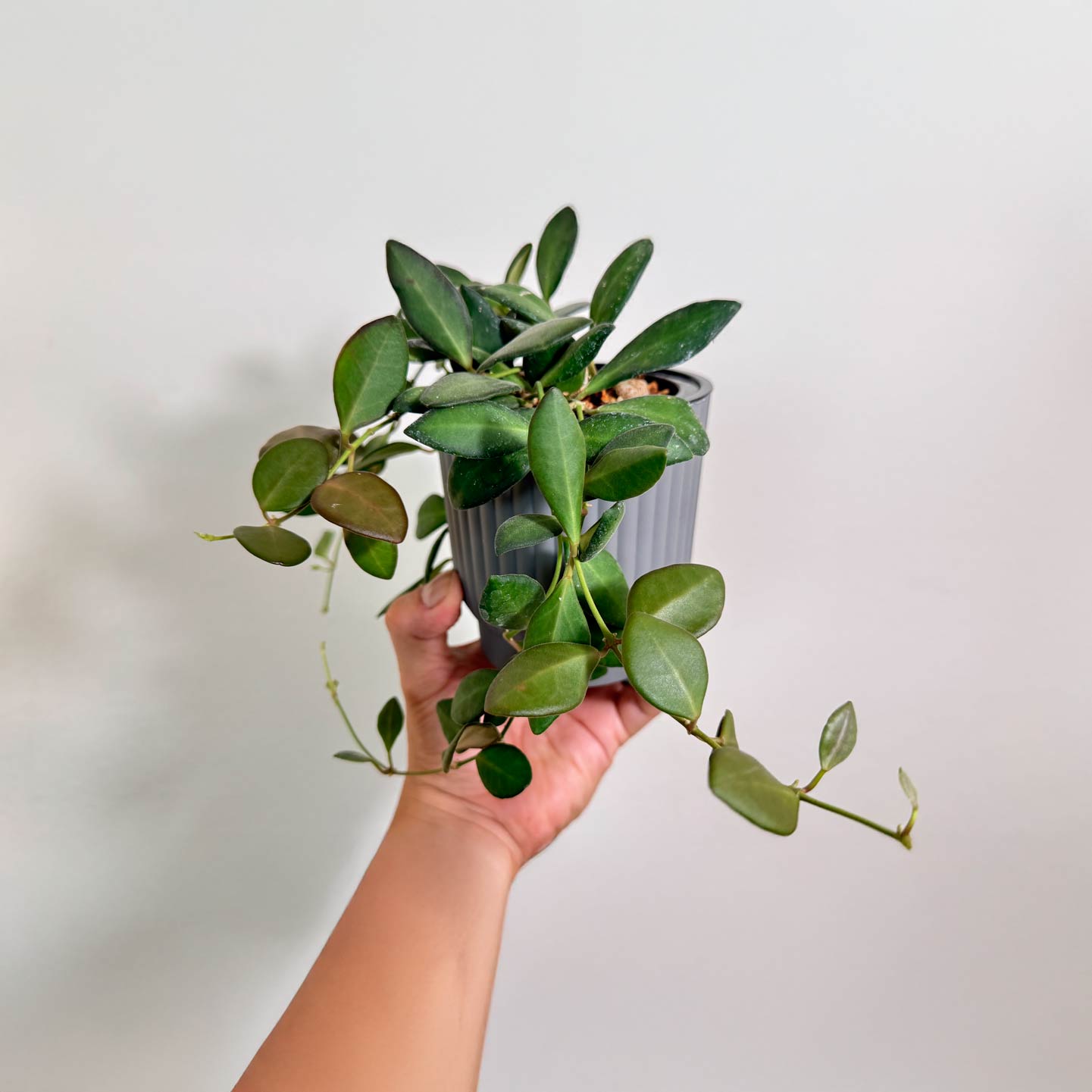 Hoya Bilobata