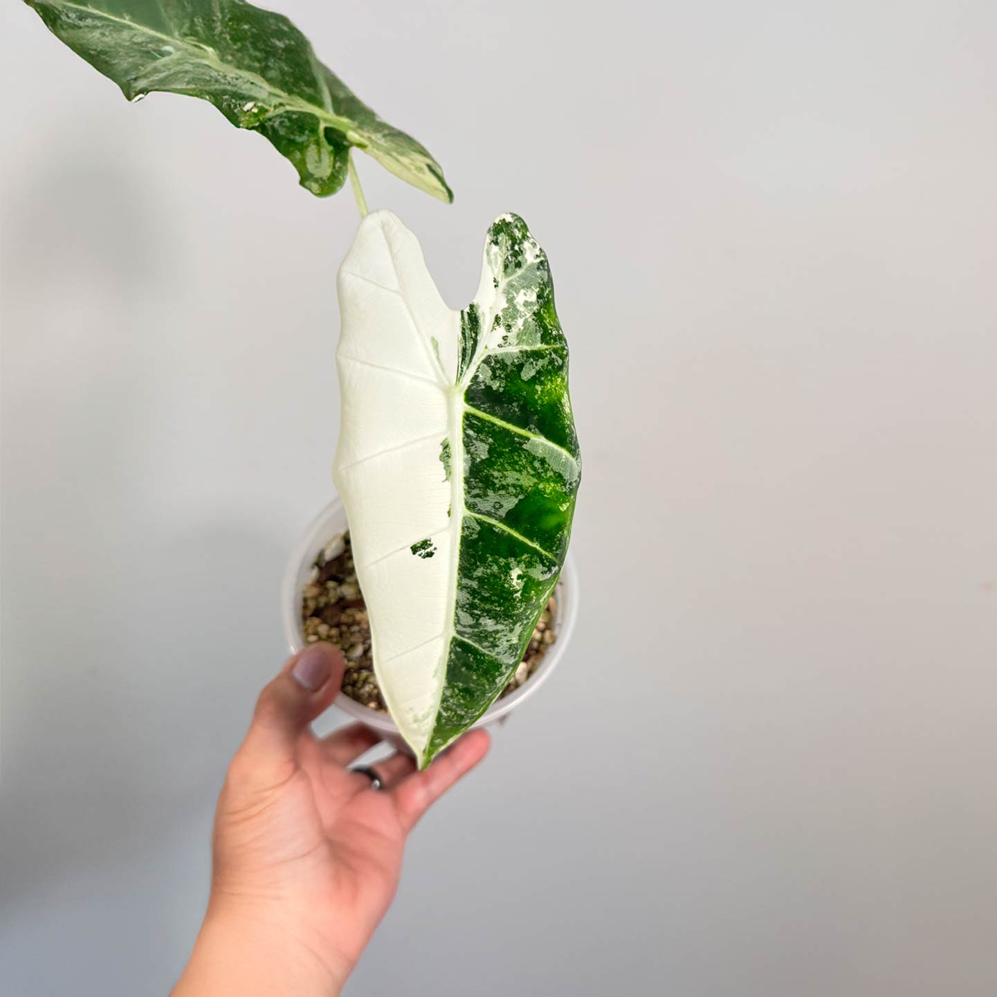 Alocasia Frydek