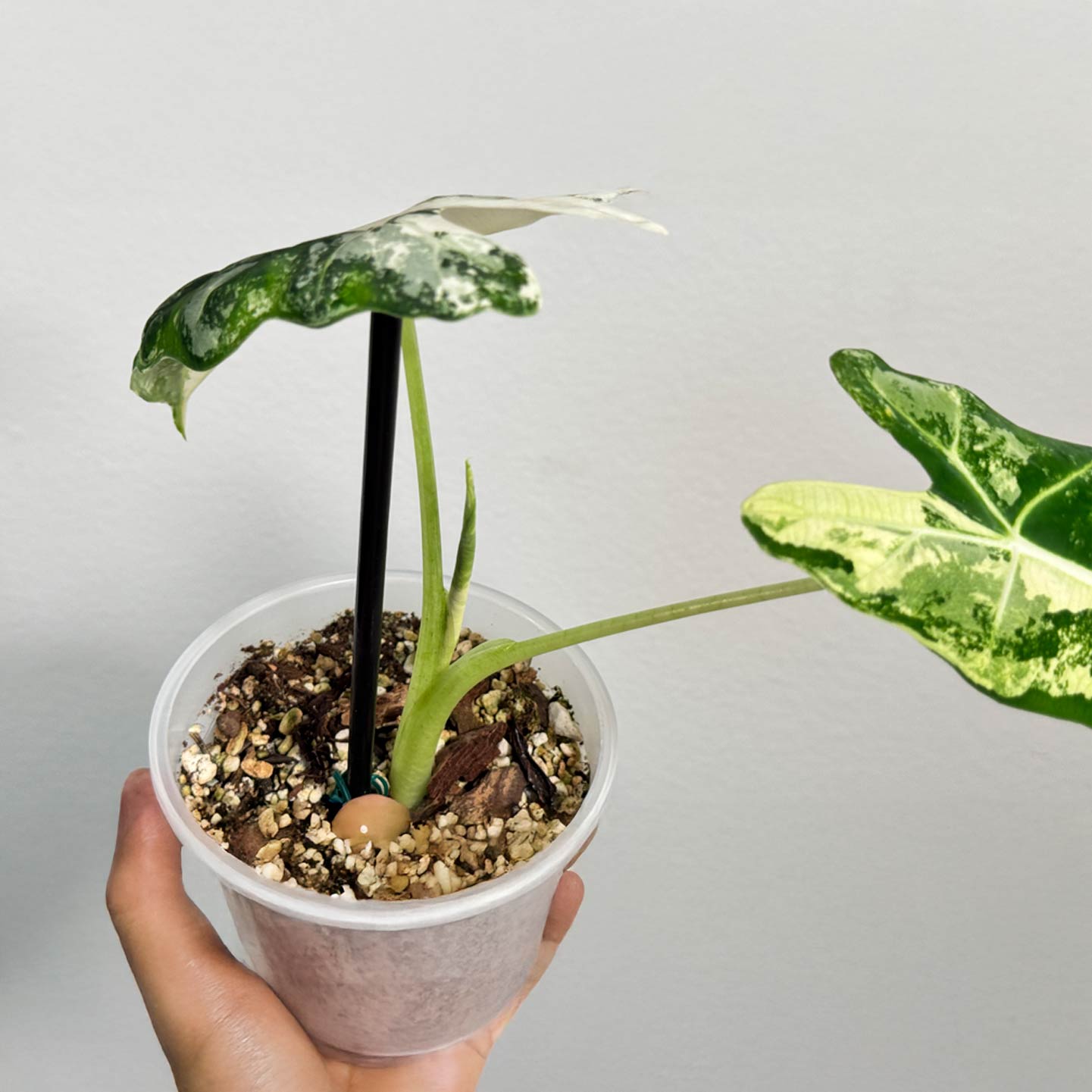 Alocasia Frydek
