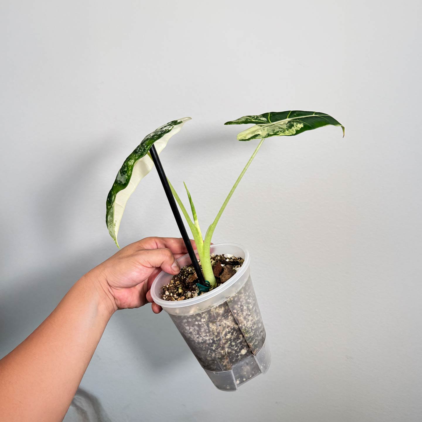 Alocasia Frydek