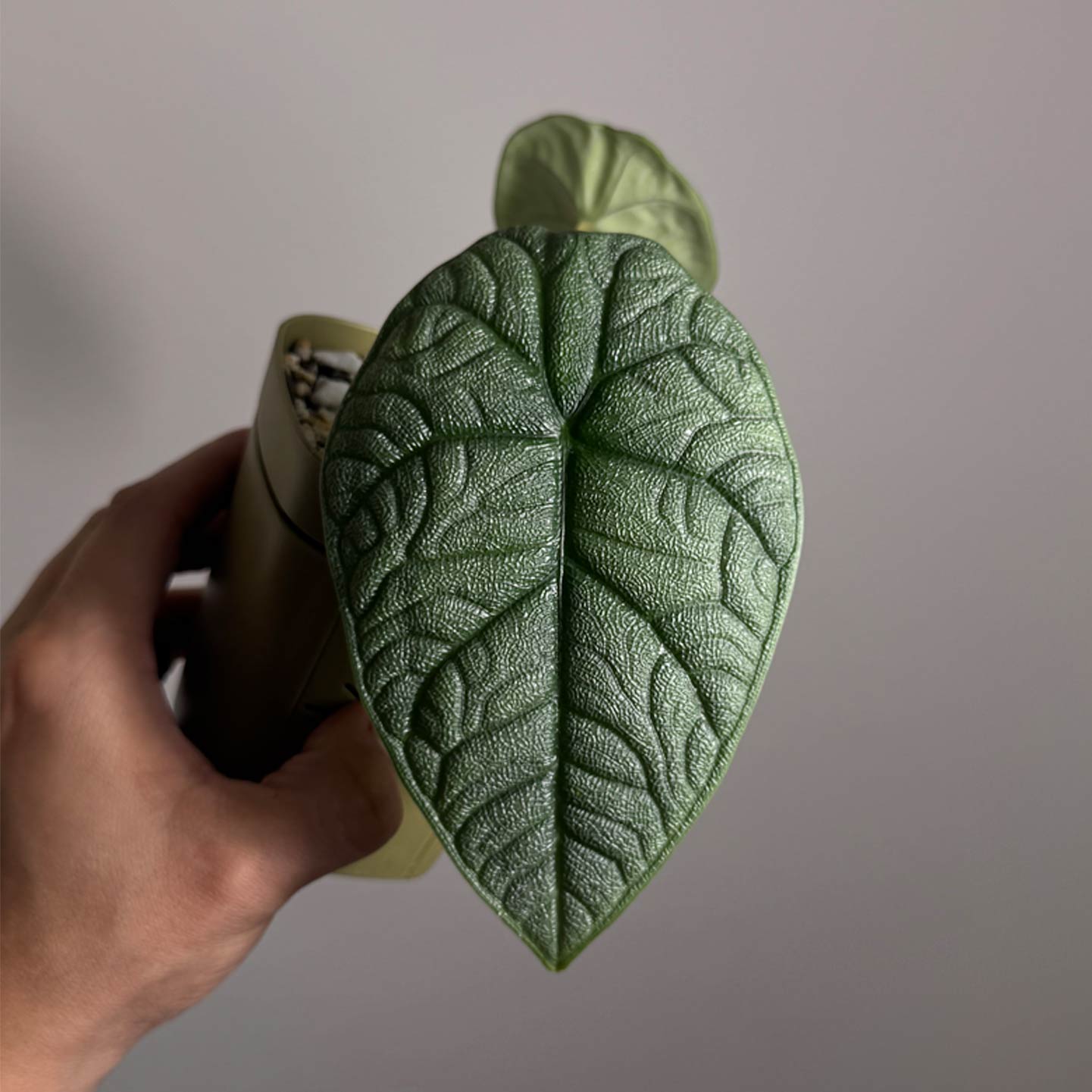 Alocasia Melo