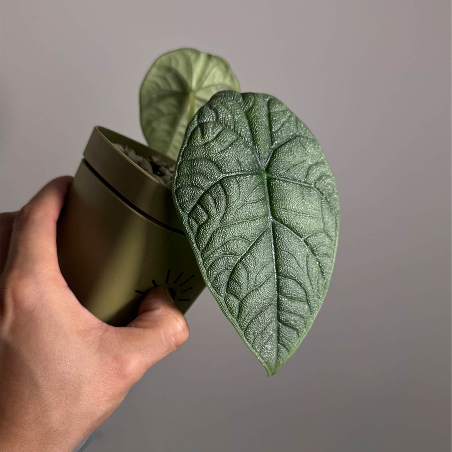 Alocasia Melo