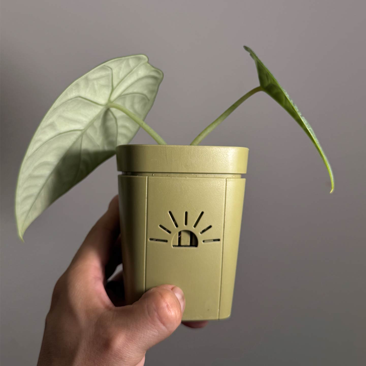 Alocasia Melo