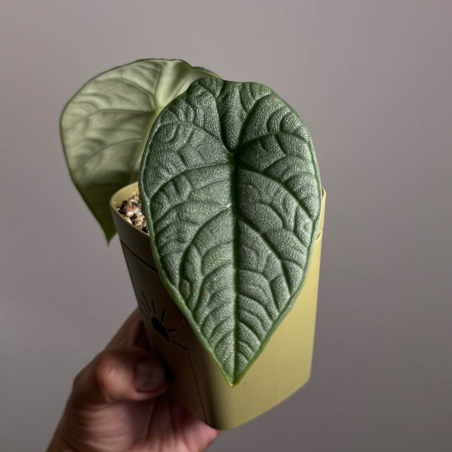 Alocasia Melo