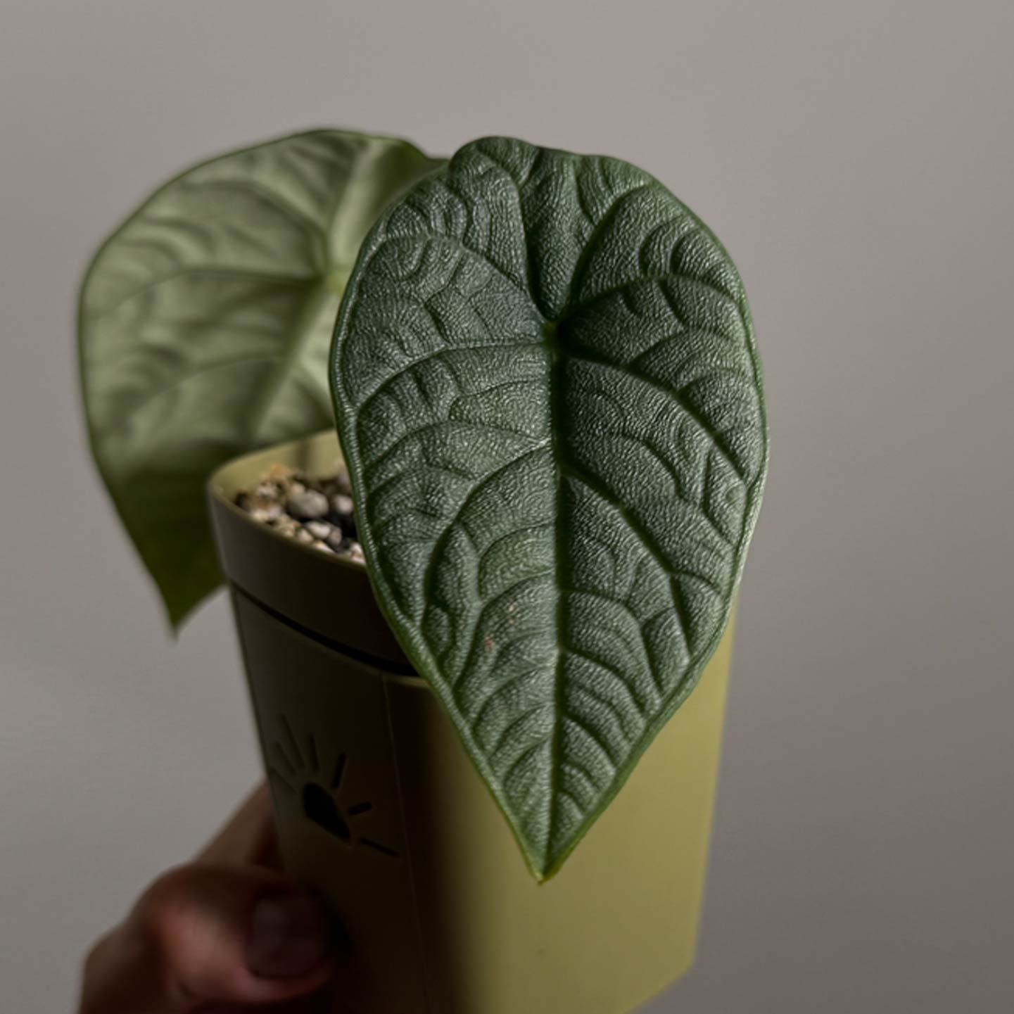 Alocasia Melo