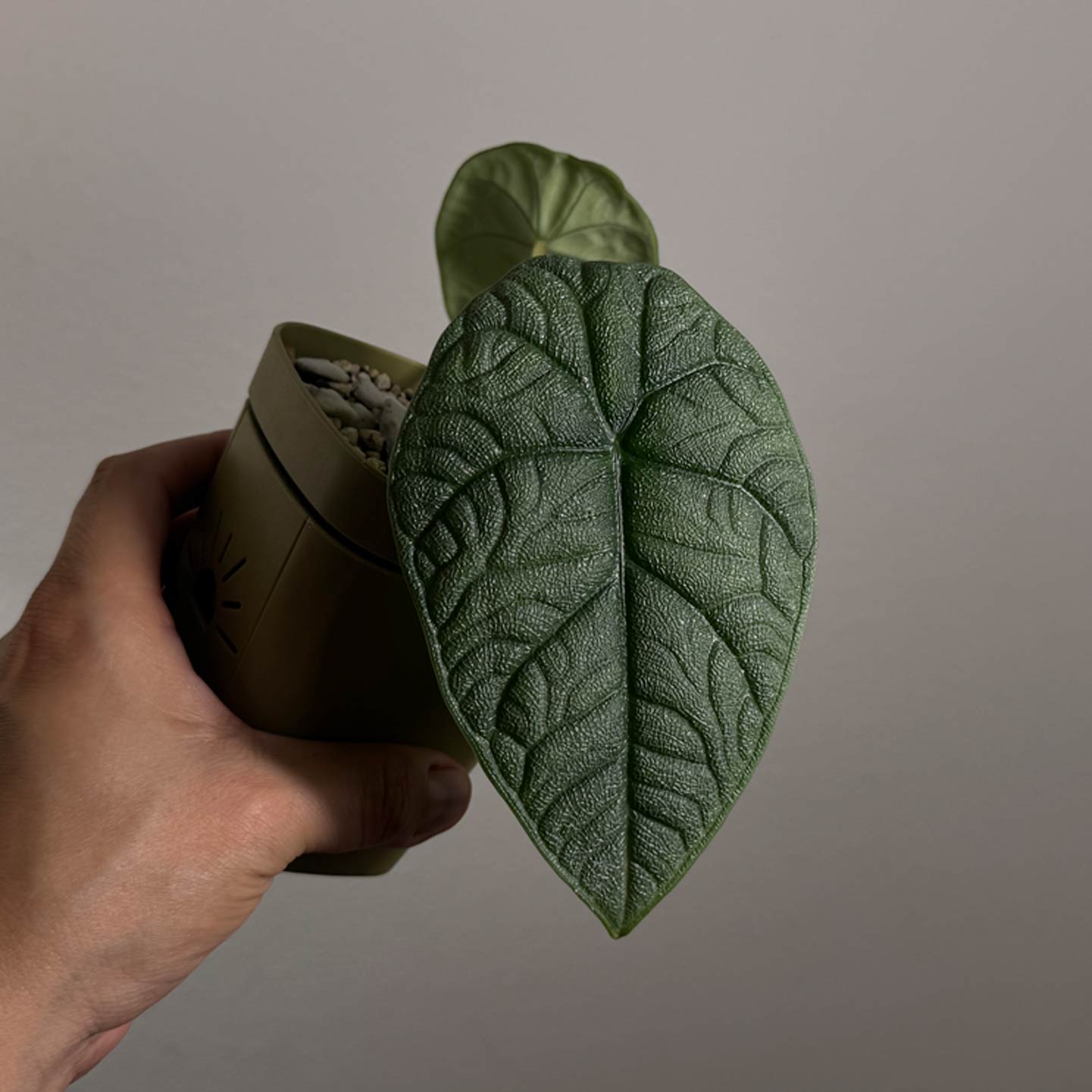 Alocasia Melo
