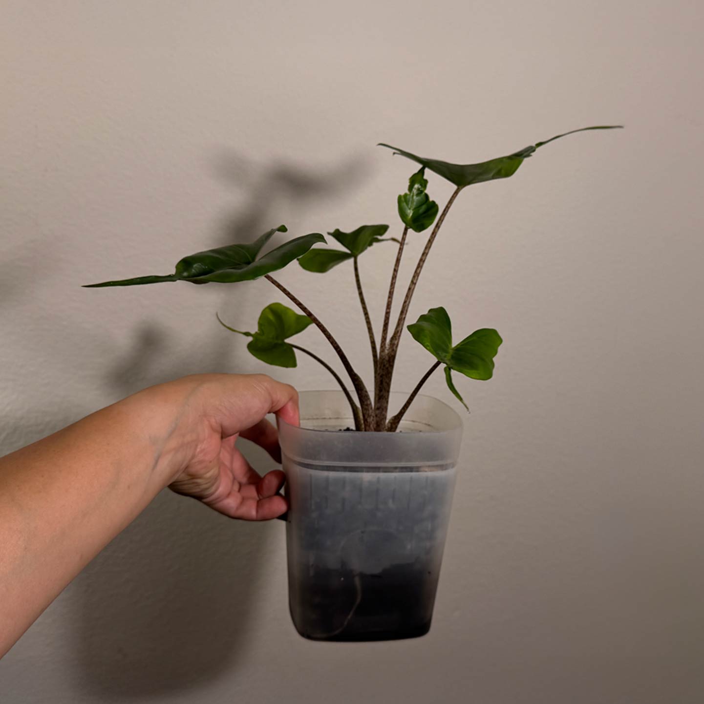Alocasia Sting Ray