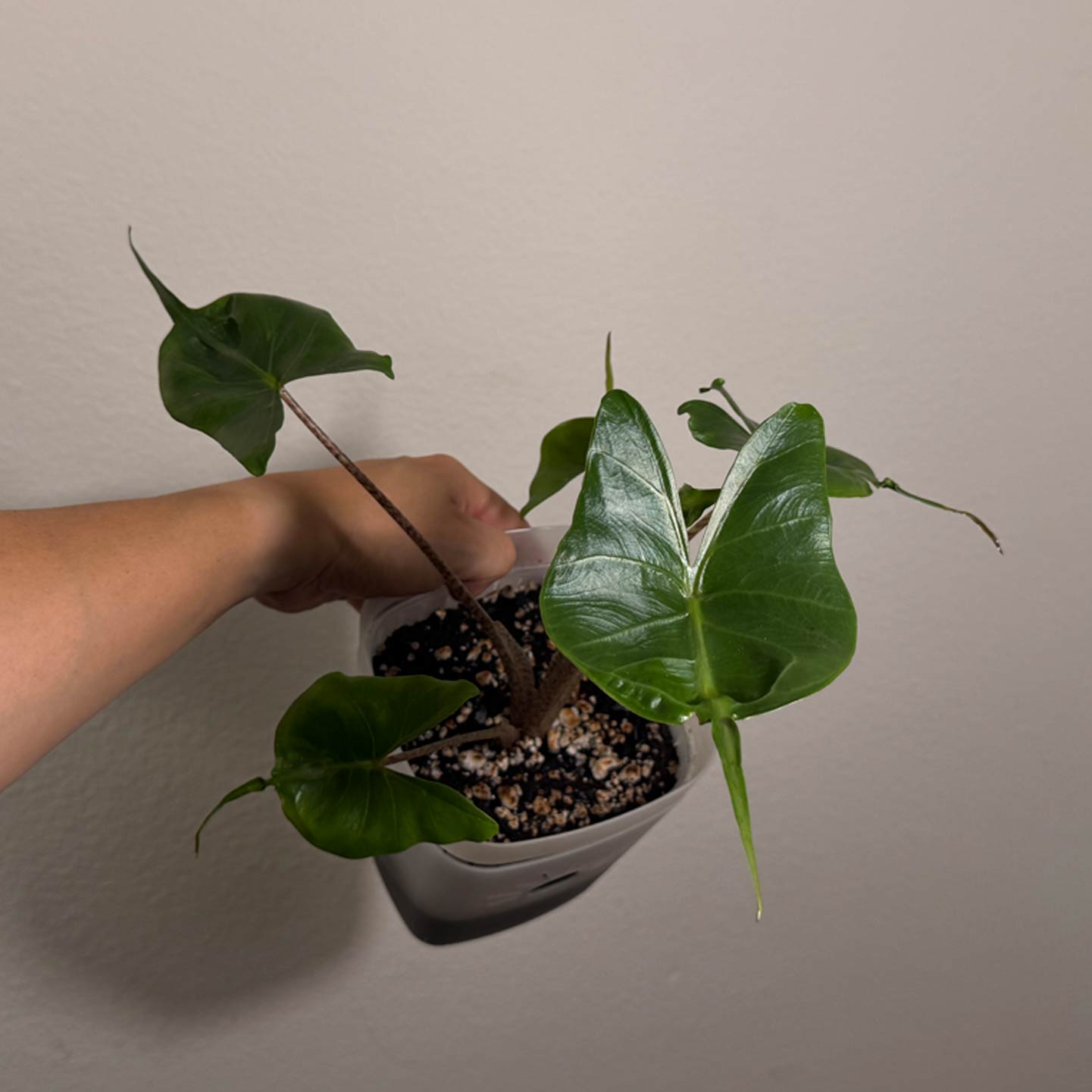 Alocasia Sting Ray