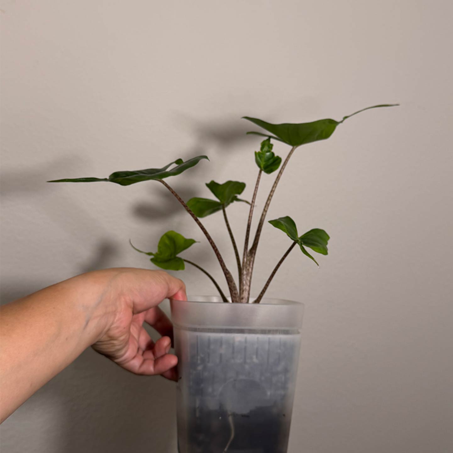 Alocasia Sting Ray