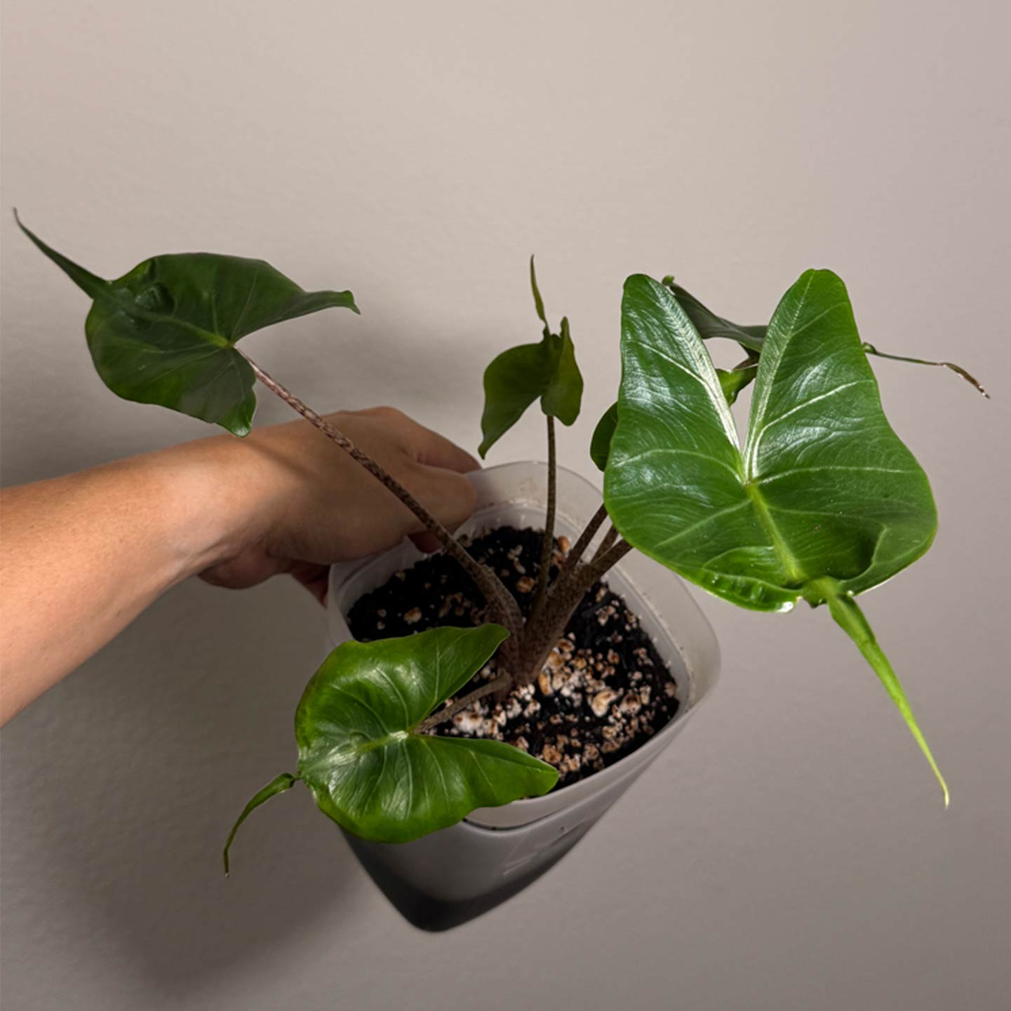 Alocasia Sting Ray