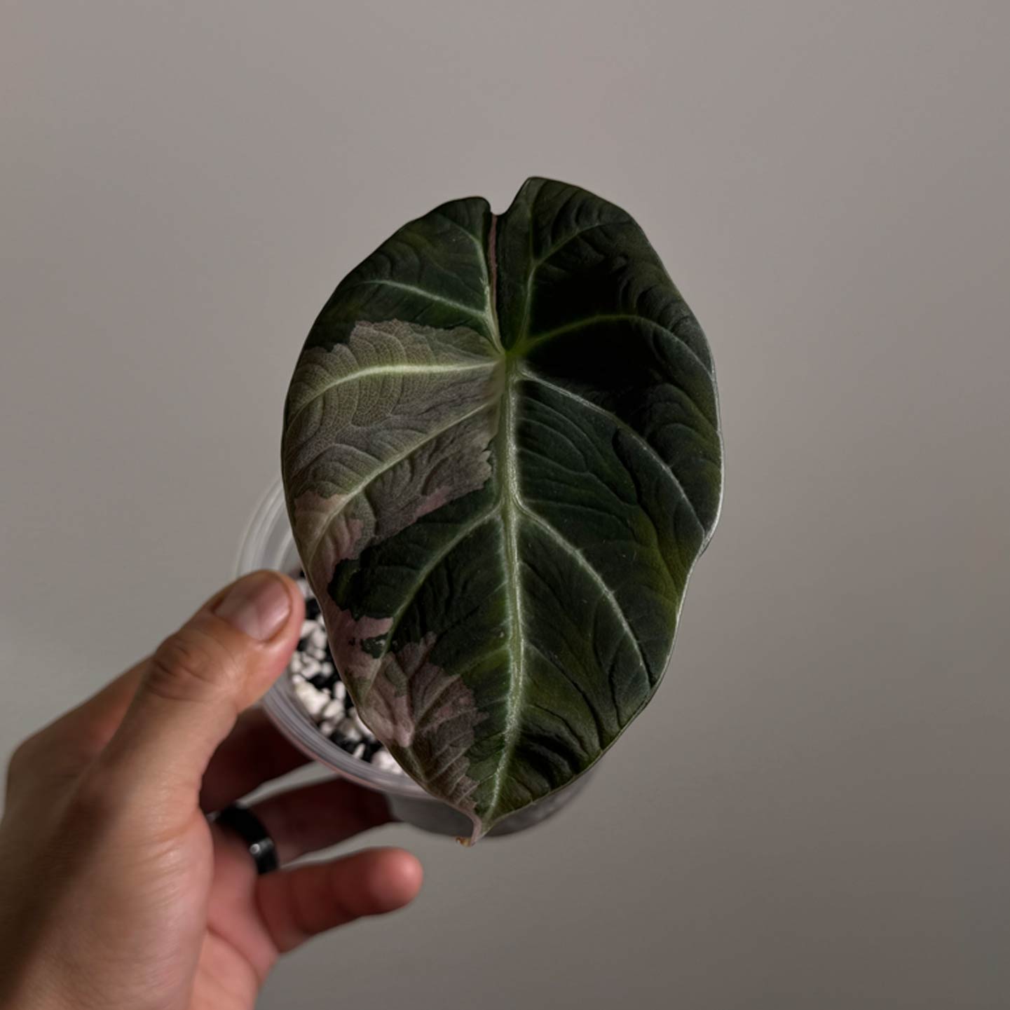 Alocasia Pink Black Velvet