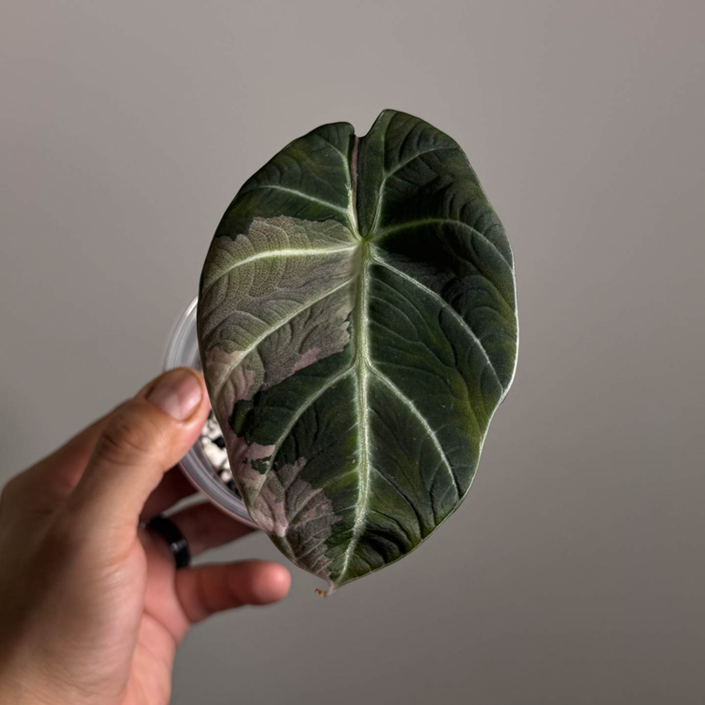 Alocasia Pink Black Velvet